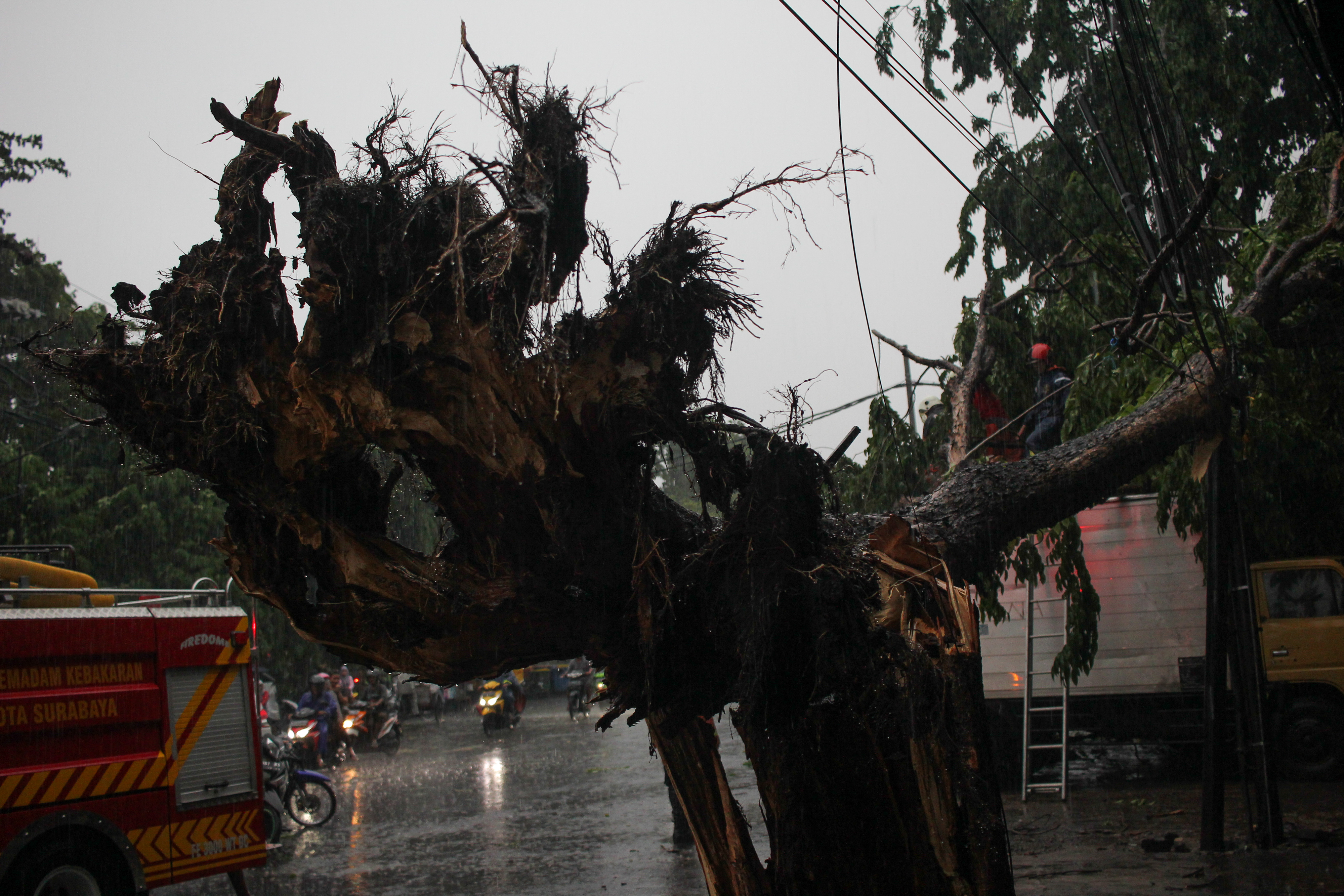 POHON TUMBANG DI SURABAYA