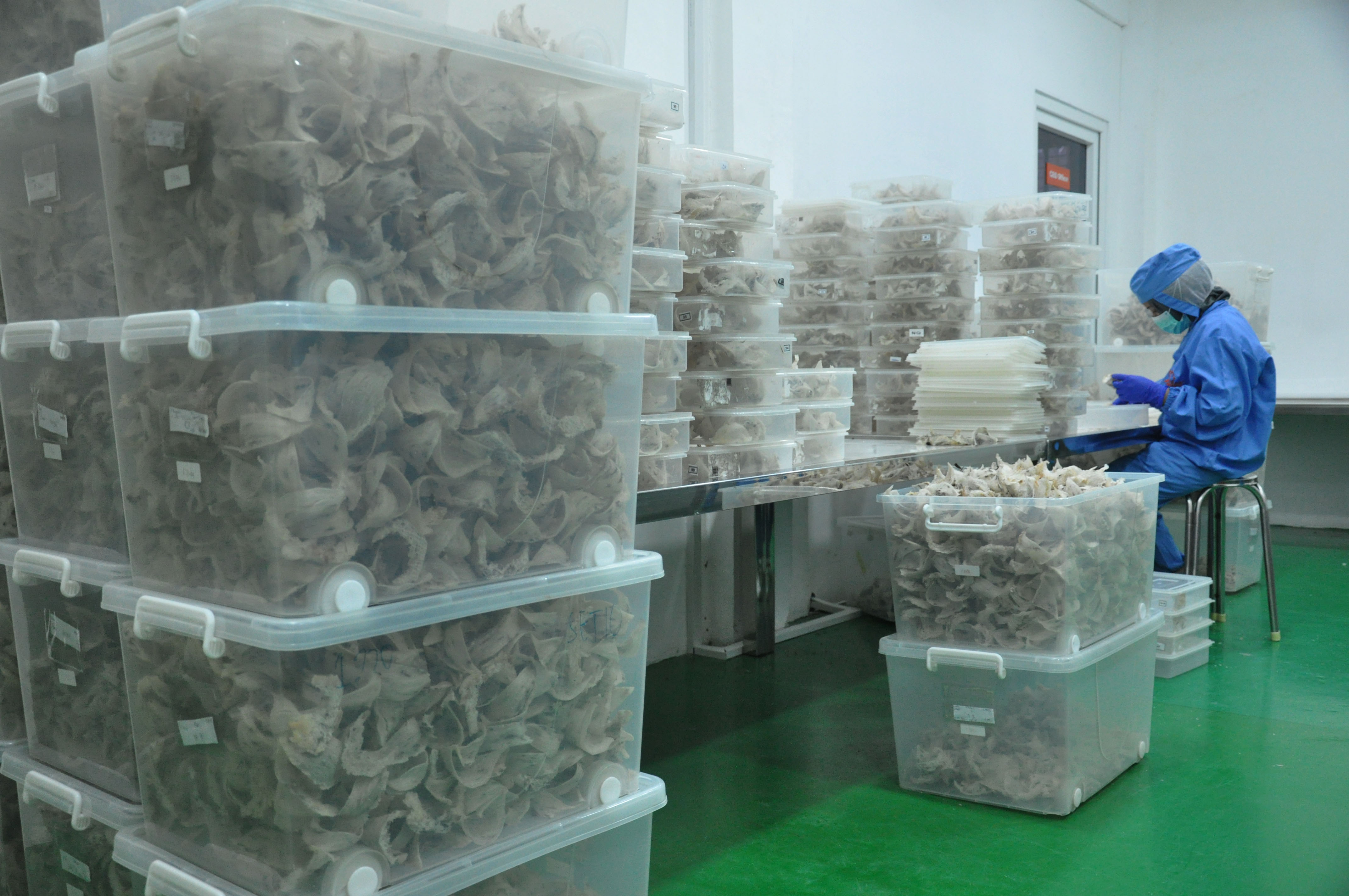 Ekspor komoditas unggulan Sumatra Utara berupa sarang burung walet ke enam negara senilai total Rp24,29 miliar, Sabtu (8/11)