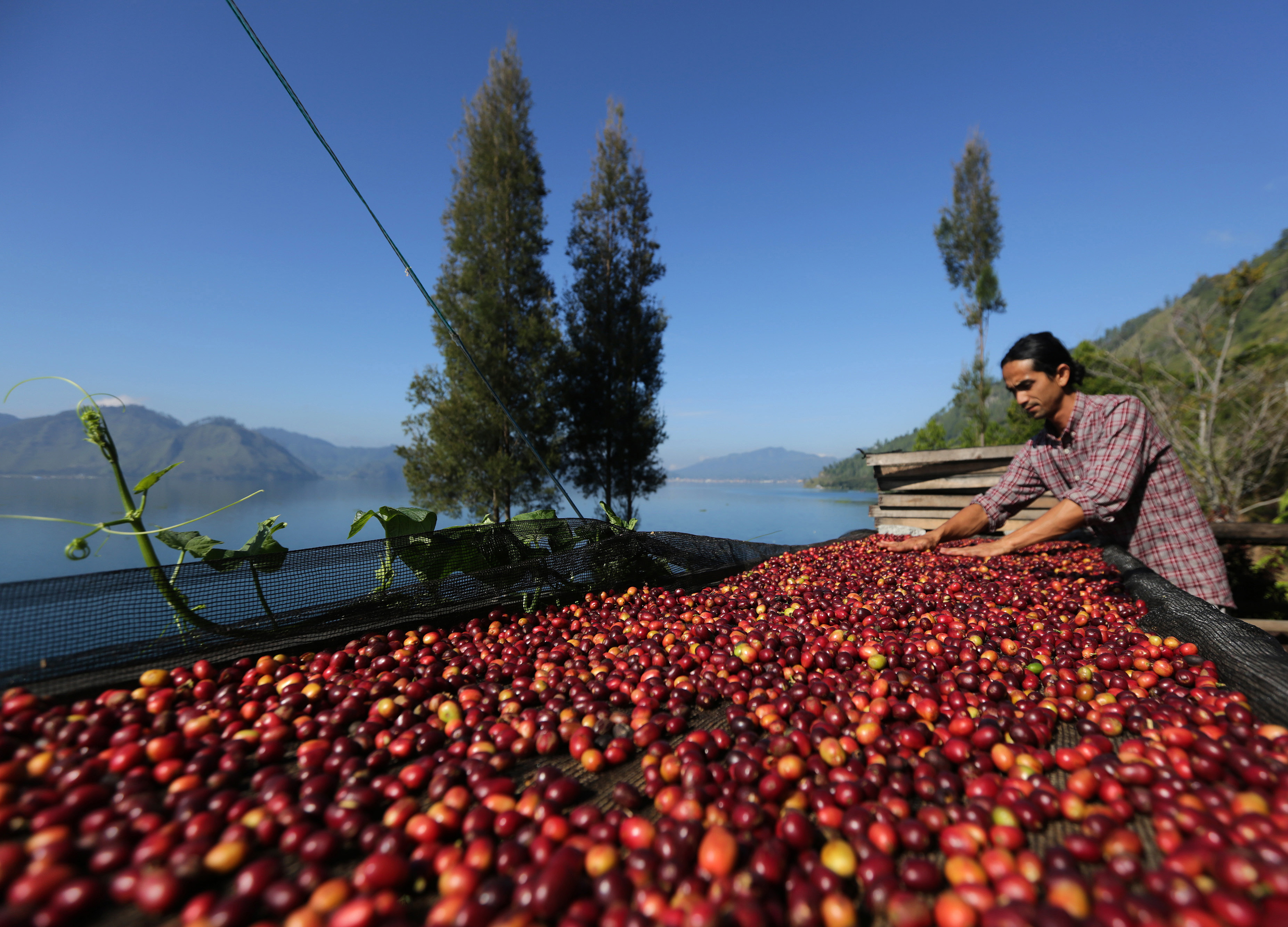 Petani menjemu kopi.