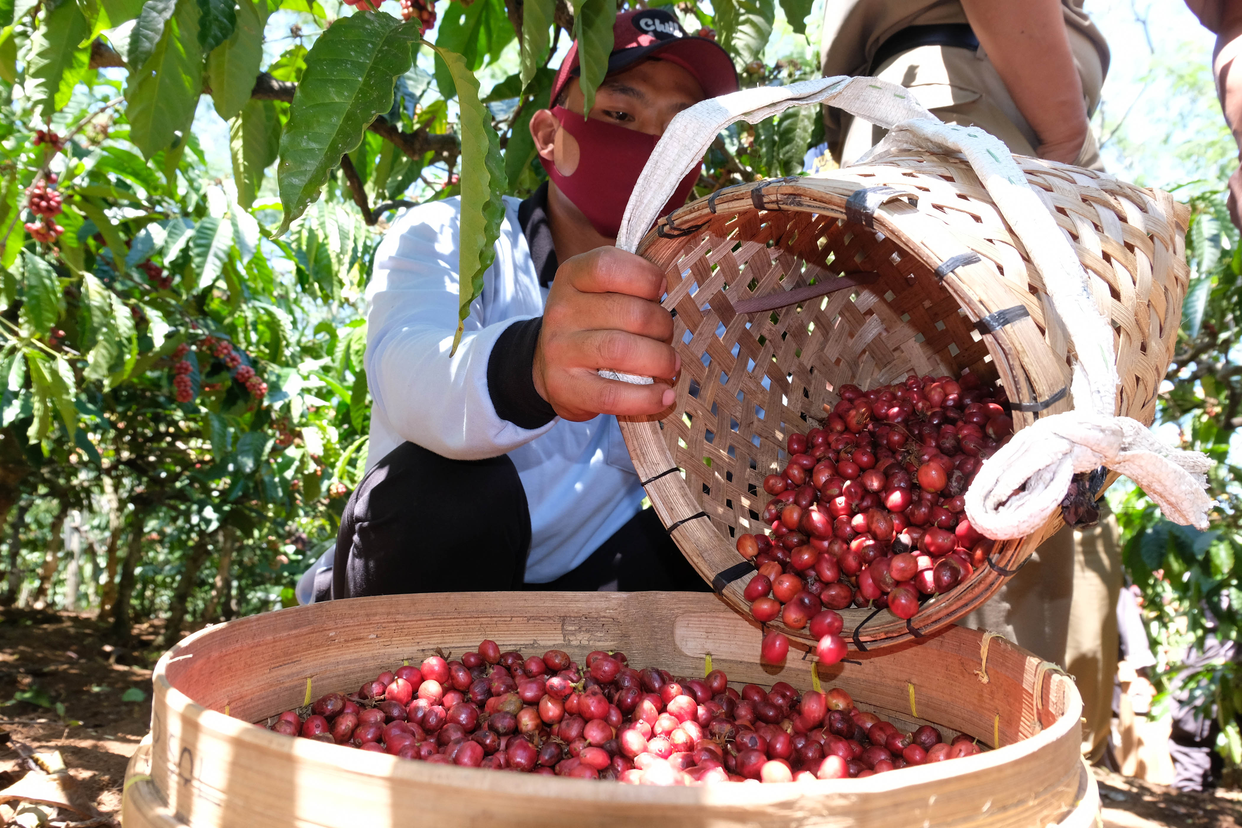 Seorang petani memanen kopi Robusta (Coffea canephora) saat panen perdana di perladangan Desa Jambon, Temanggung