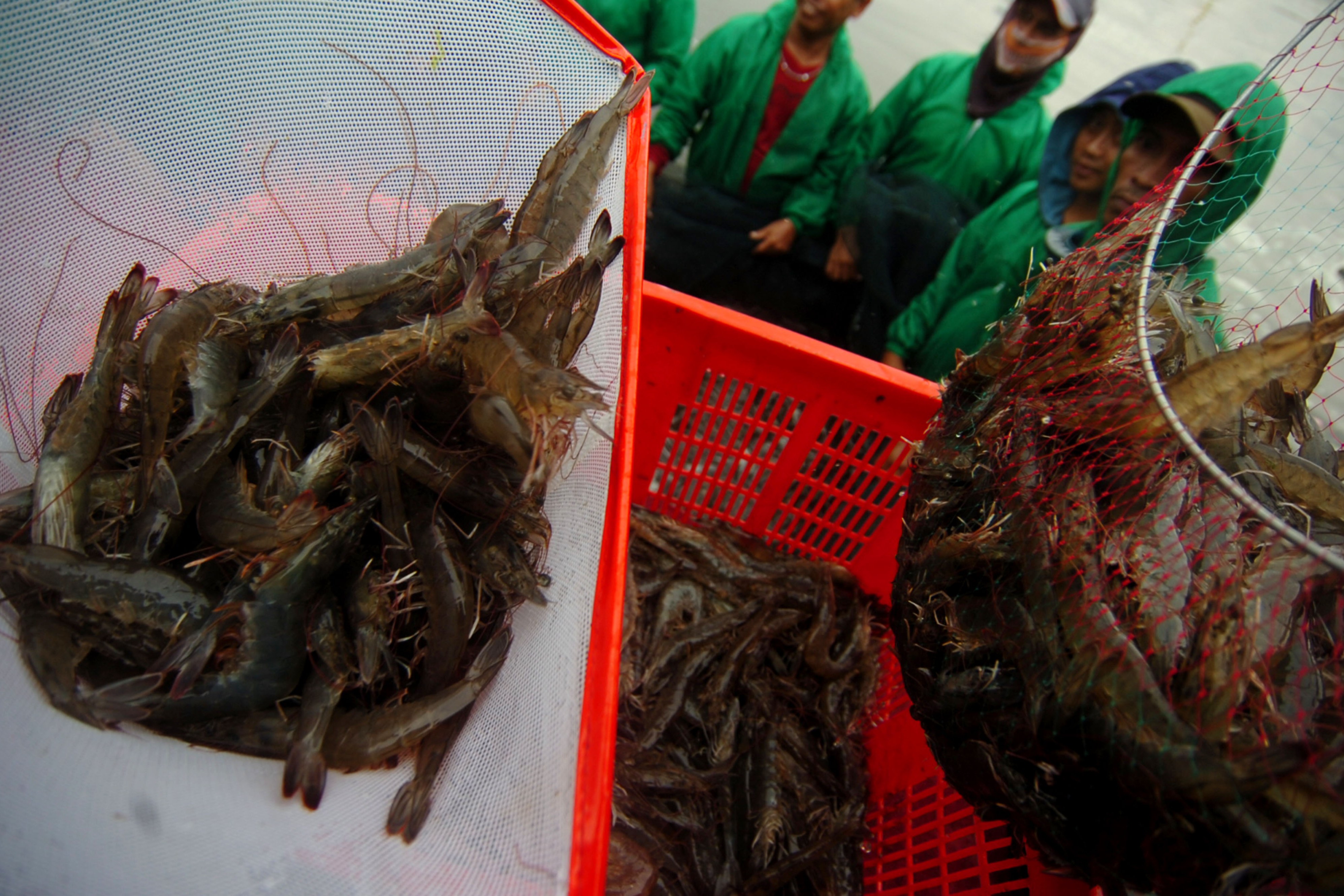 Dicari Investor Budi Daya Udang Vaname 