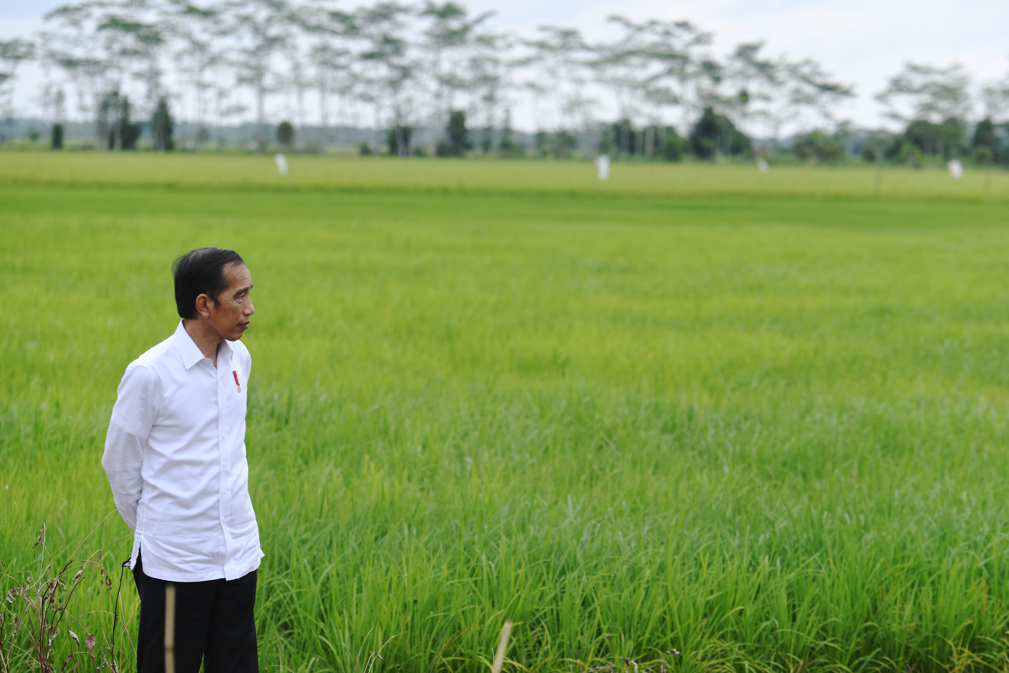 Presiden Joko Widodo saat meninjau Food Estate atau lumbung pangan baru di Kapuas, Kalimantan Tengah, Juli 2020.