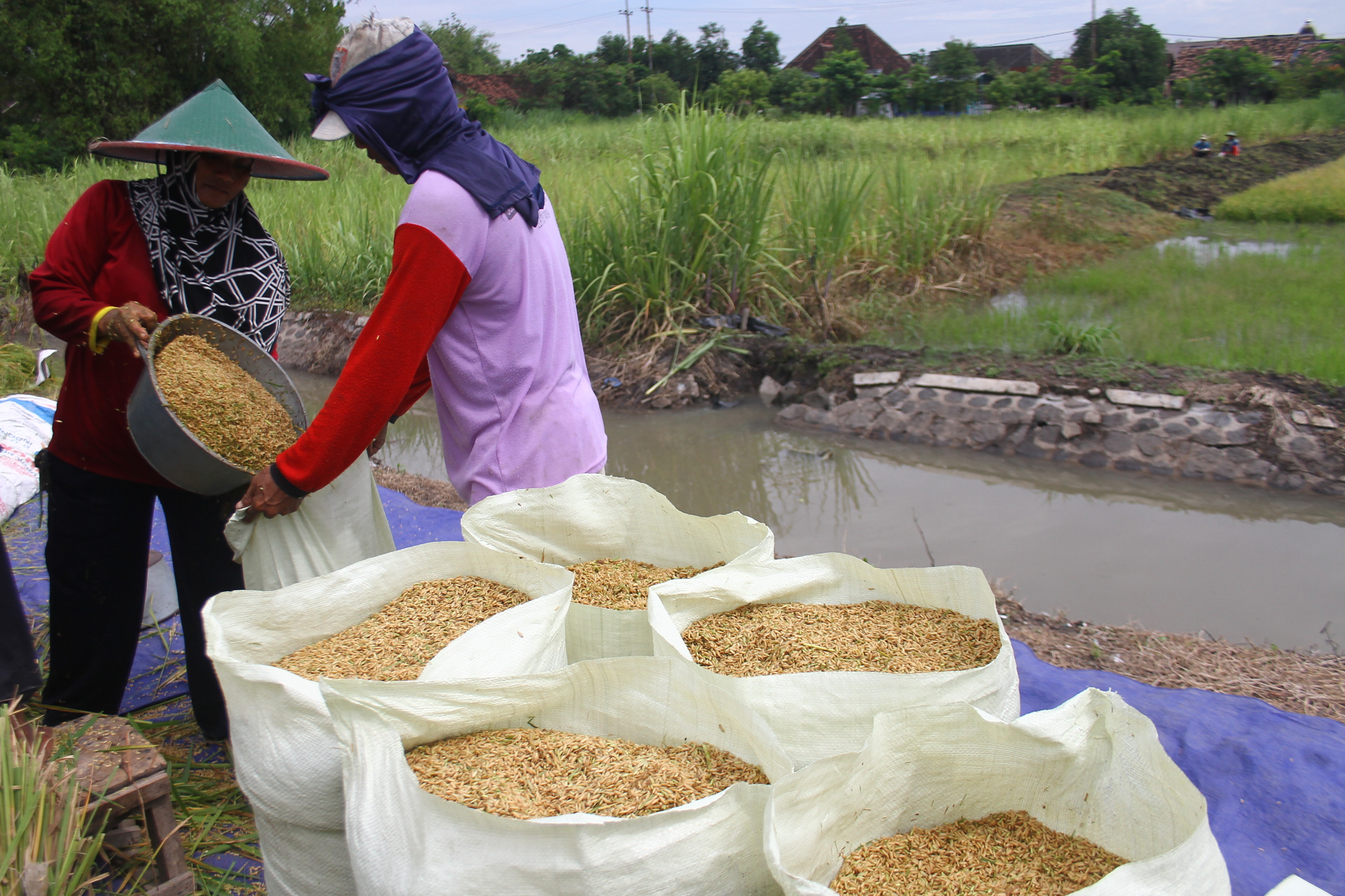 Kurangi Paparan Arsenik, ini Cara Memasak Beras yang Aman 