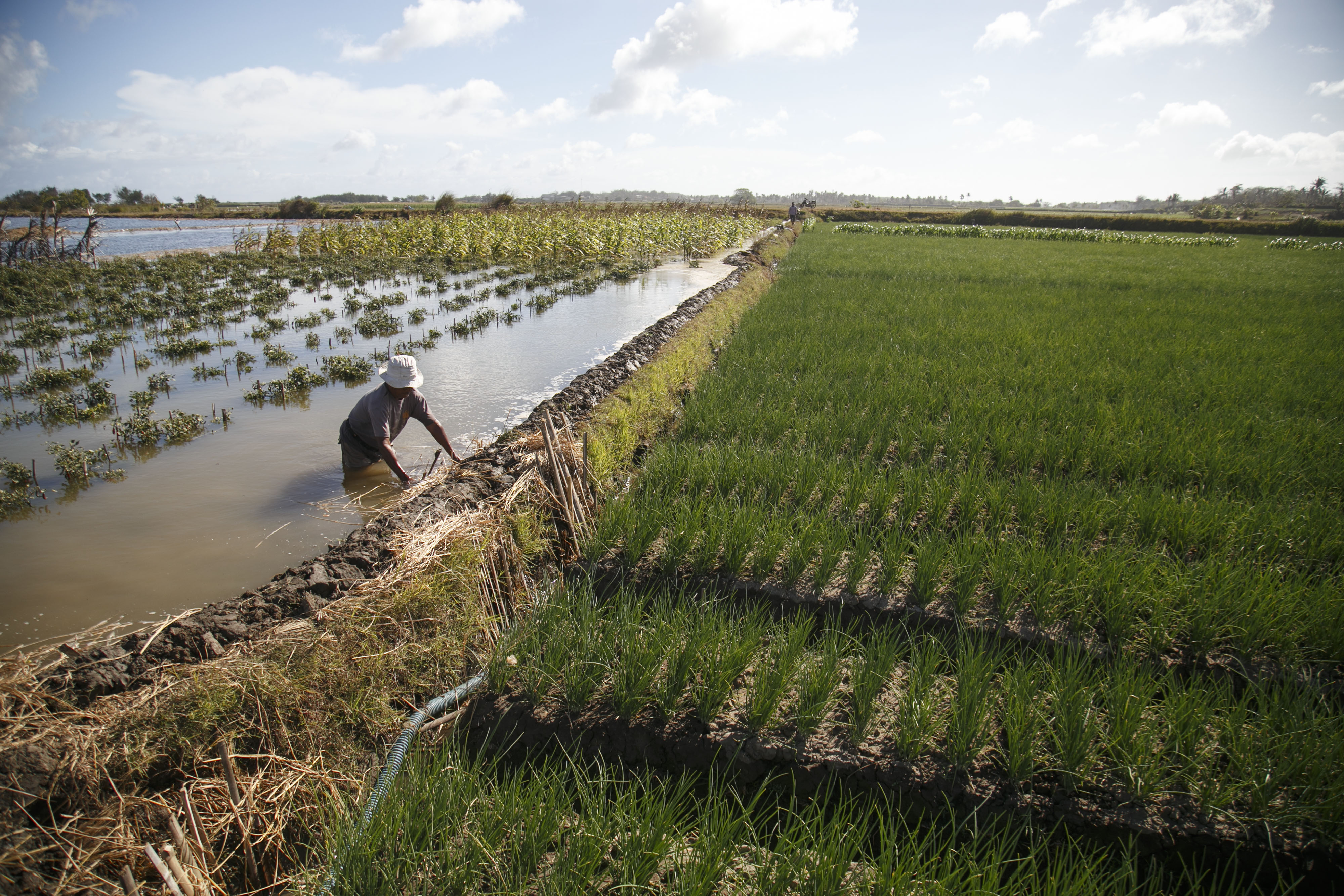 Petani di Bantul berupaya menahan luapan air di area persawahan.
