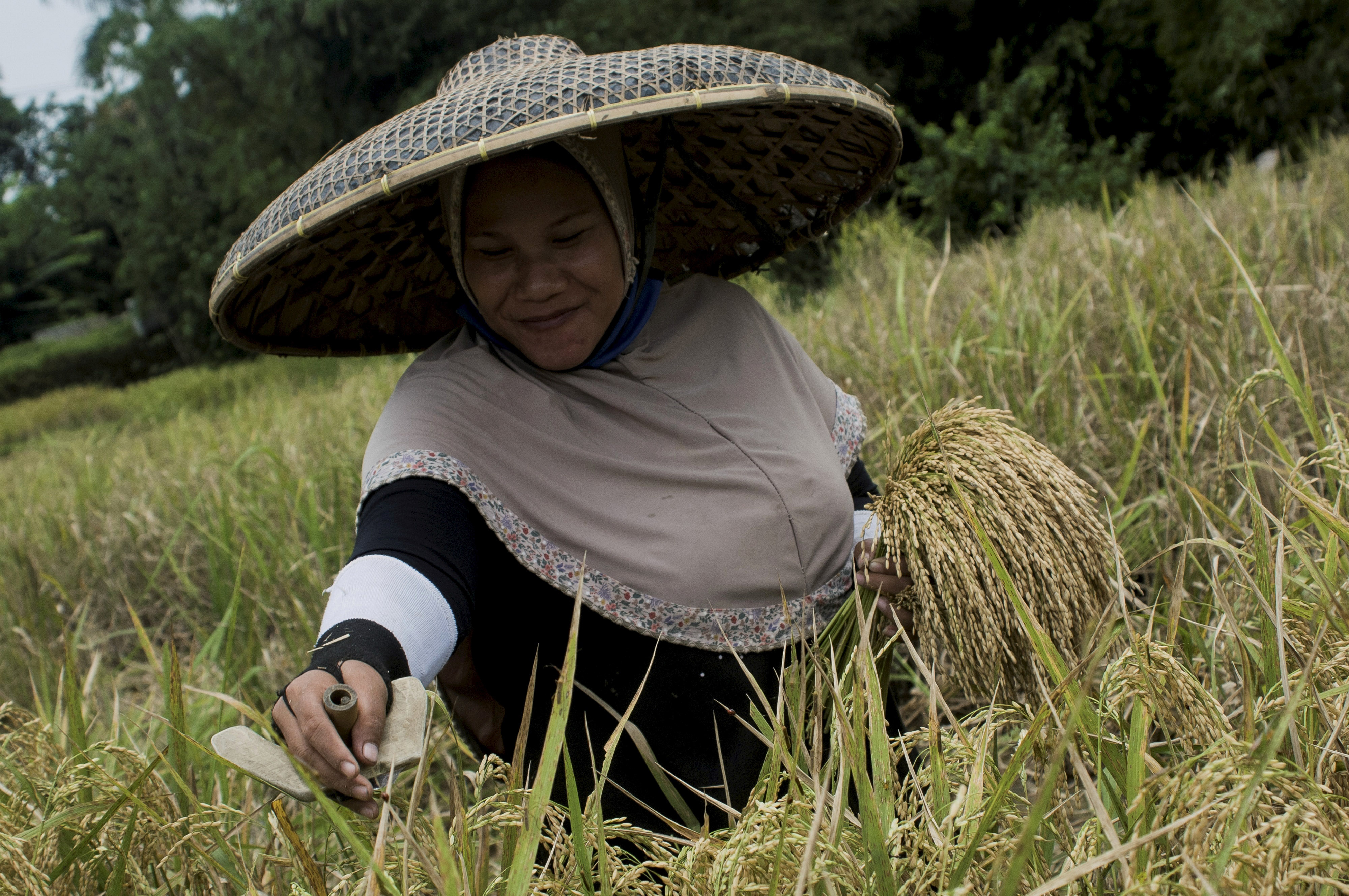 SYL: Stok Padi Hingga Akhir 2020 Over Stock