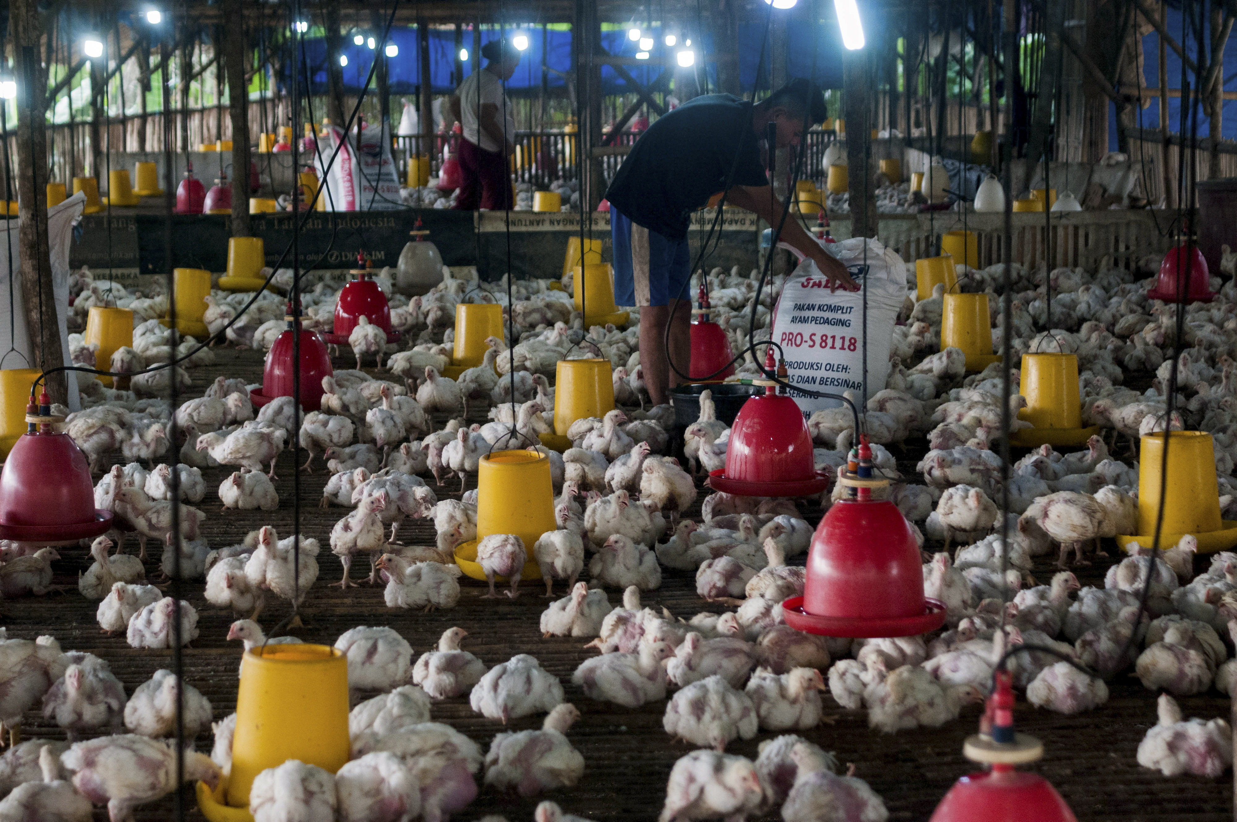  Pekerja memberi pakan ayam di Desa Bojong Cae, Lebak, Banten, Sabtu (12/9/2020).