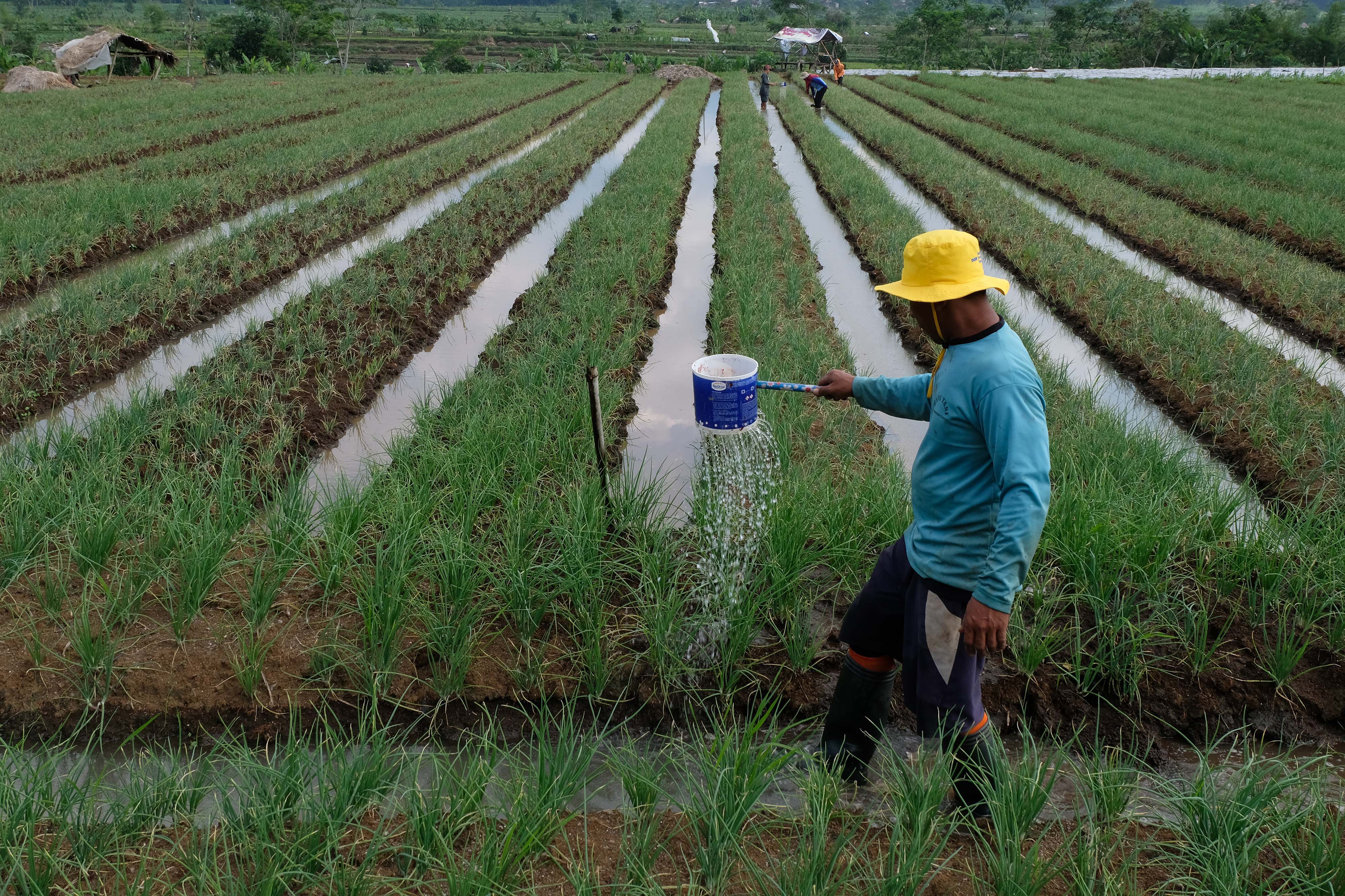 Petani menyiram tanaman bawang merah di Desa Giyono, Temanggung.