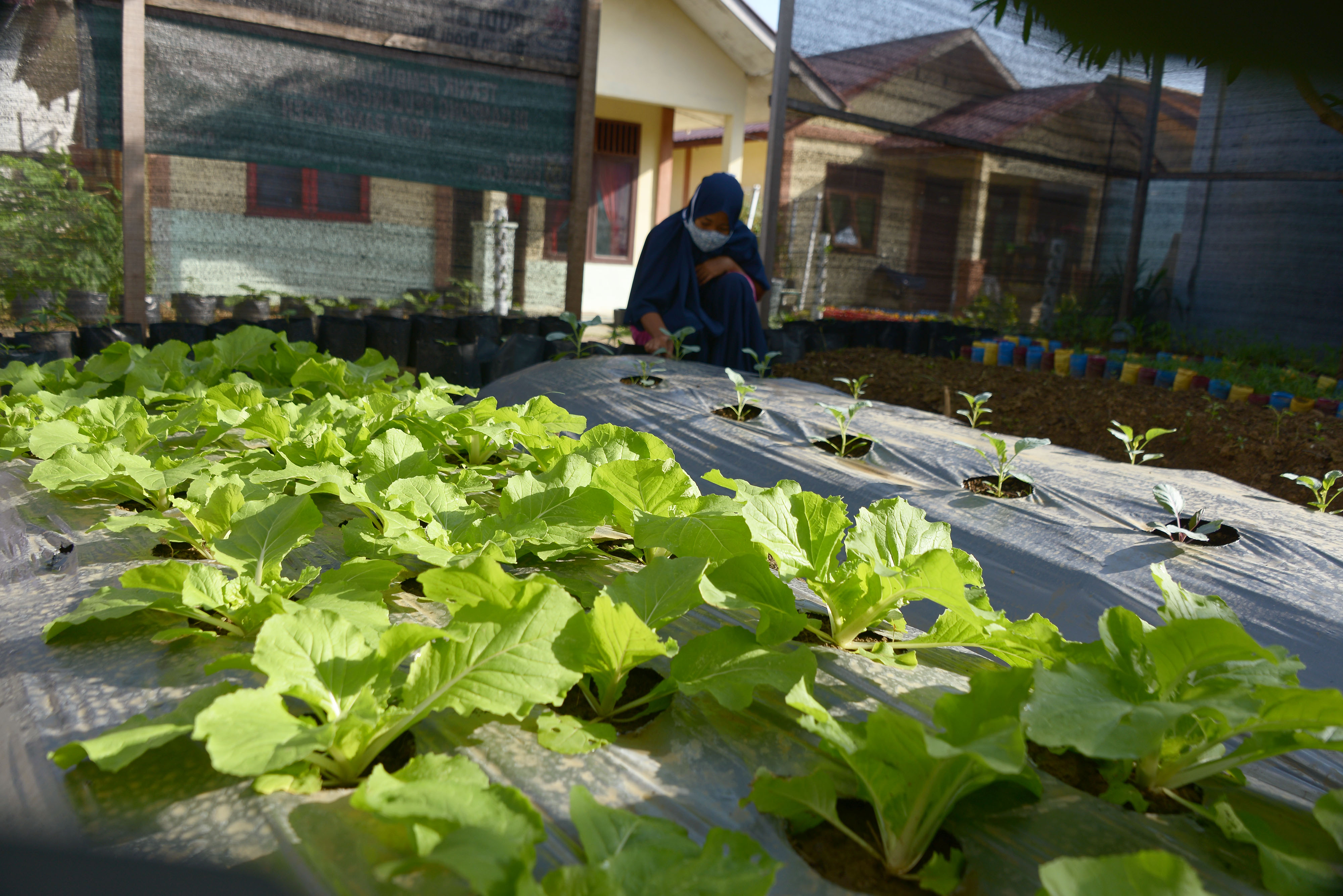 Tanaman hortikultura ditanam di pekarangan rumah
