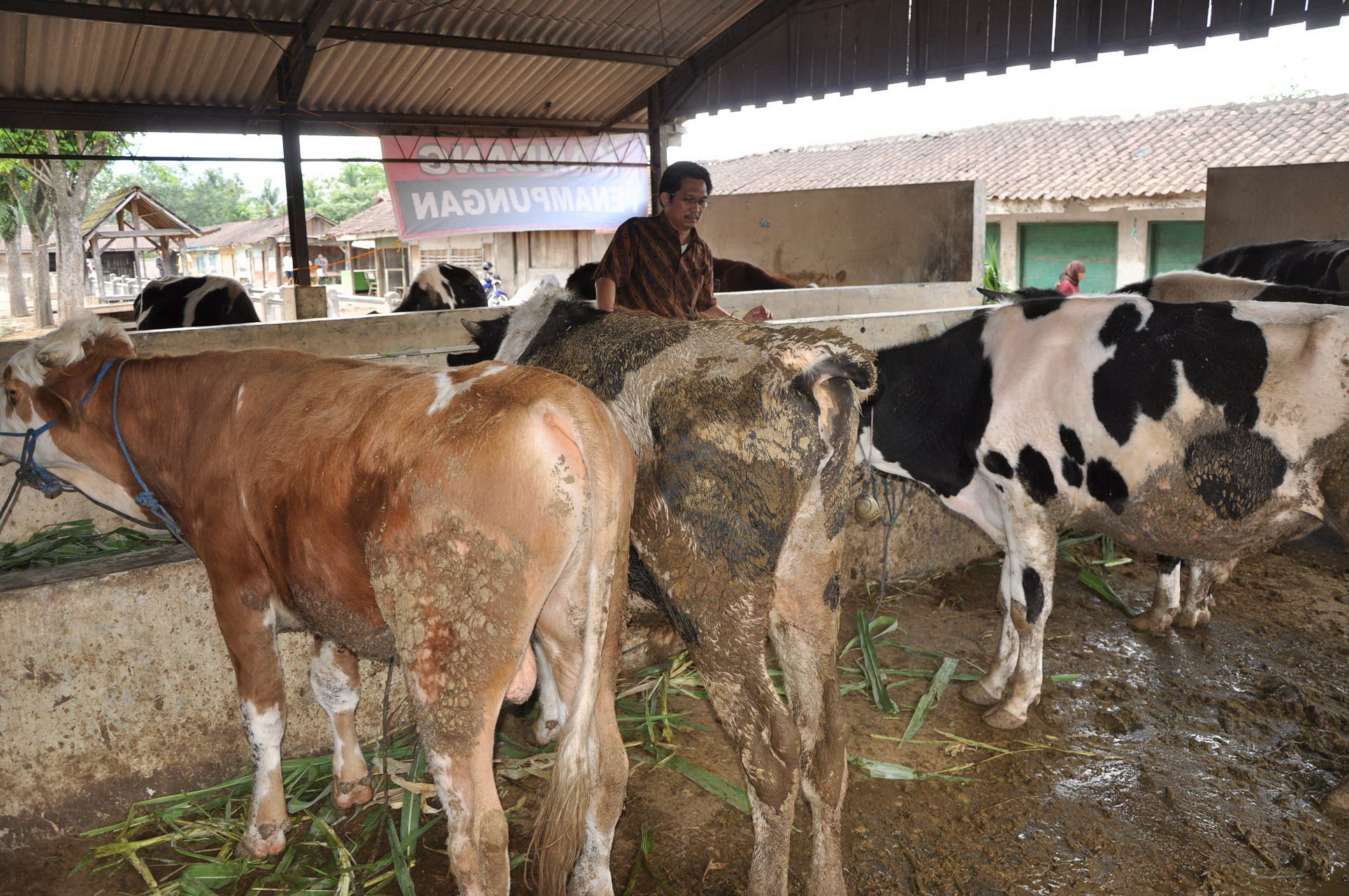  Sapi-sapi lereng Merapi yang terus diburu blantik atau makelar sapi, ketika para pemiliknya sedang kebingungandi pengungsian