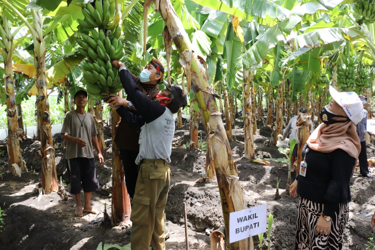 Wakil Bupati Brebes, Narjo ikut memanen pisang di Desa Kedungneng Kecamatan Losari, Brebes.