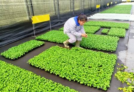 Aktivitas budidaya bunga Krisan untuk komoditas ekspor, di Kecamatan Merek, Kabupaten Karo, Sumatra Utara.