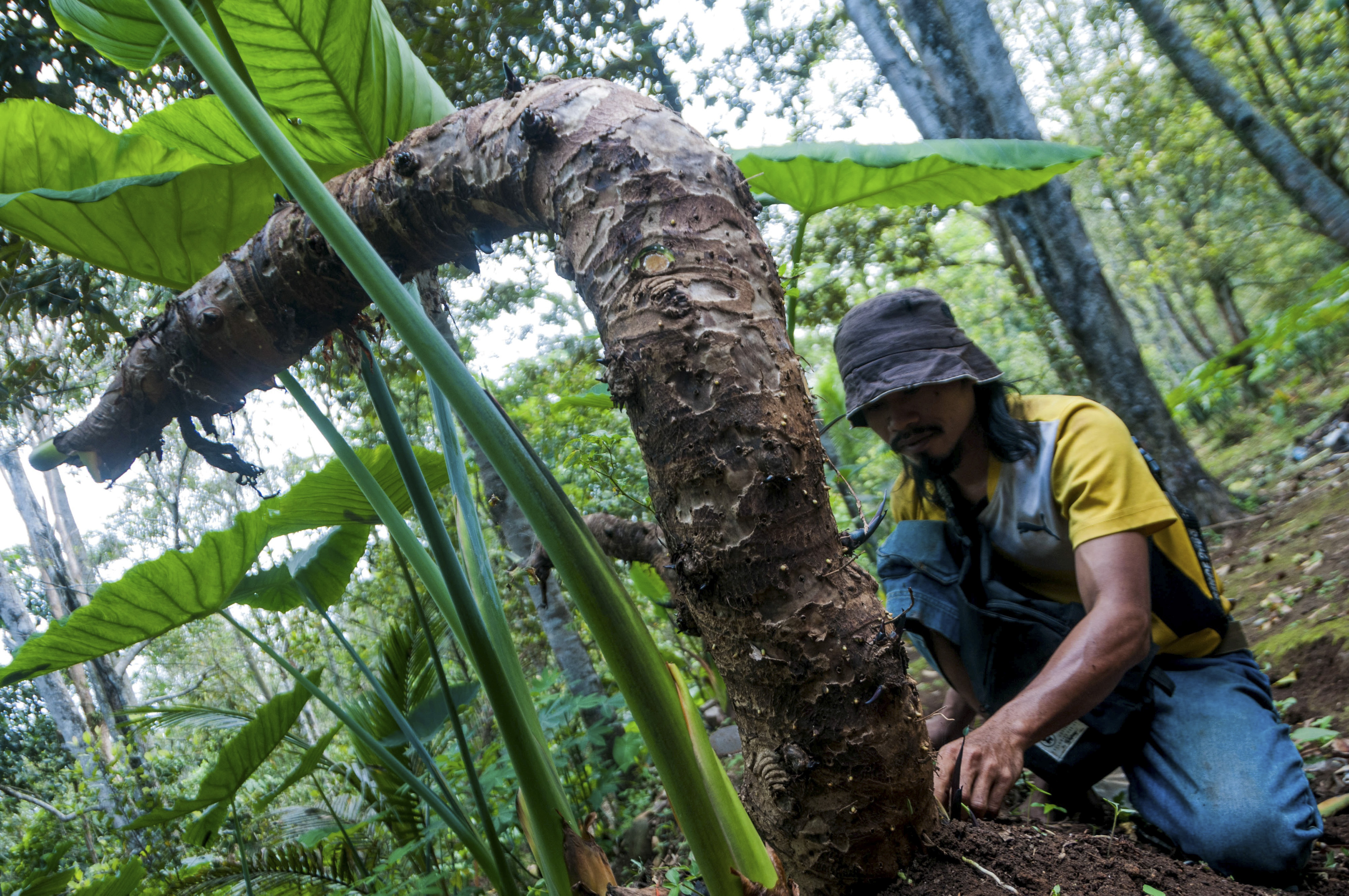 Petani merawat umbi Talas Beneng di Desa Sarinten, Lebak, Banten. Talas ini diolah jadi tepung tapioka untuk di ekspor ke sejumlah negara.