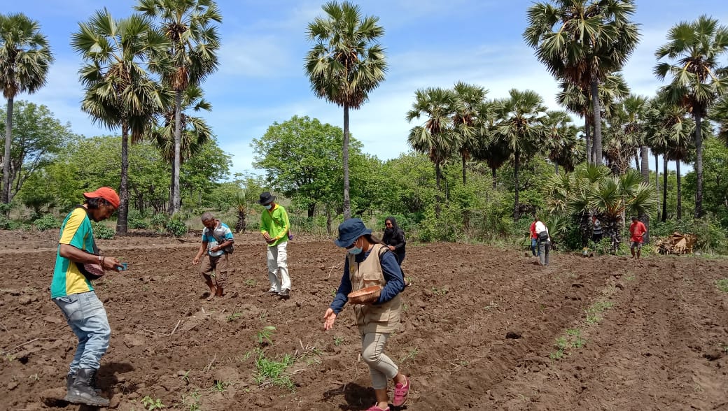 ASN Lembata Bantu Petani Terdampak Erupsi Bertanam 