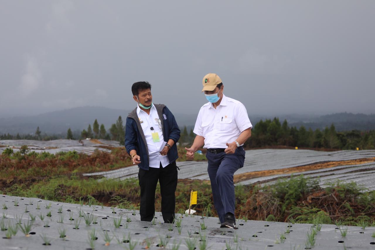 Mentan Syahrul Yasin Limpo mendampingi Menko Bidang Maritim dan Investasi Luhut Binsar Pandjaitan meninjau lokasi food estate di Sumut.