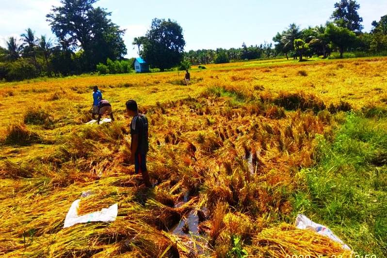 Ilustrasi sawah terendam.