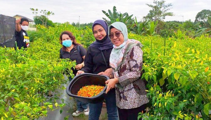 Politisi muda Bertim, Rida Hariyani (depan) panen cabai bersama kelompok tani wanita, di Kecamatan Paju Empat. 