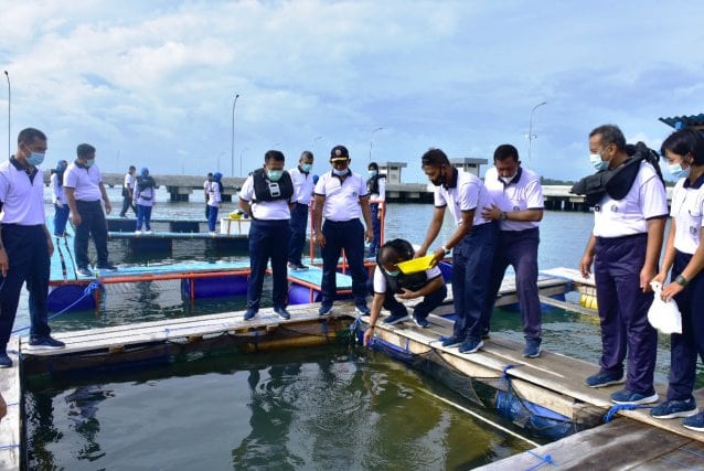 Penuhi Kebutuhan Protein Warga saat Pandemi, Koarmada III Tabur 2000 Bibit Ikan Kakap Putih