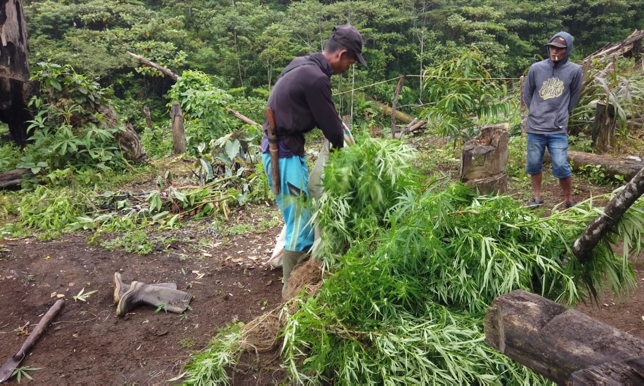 ilustrasi  Ladang Ganja