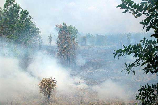 Kebakaran hutan