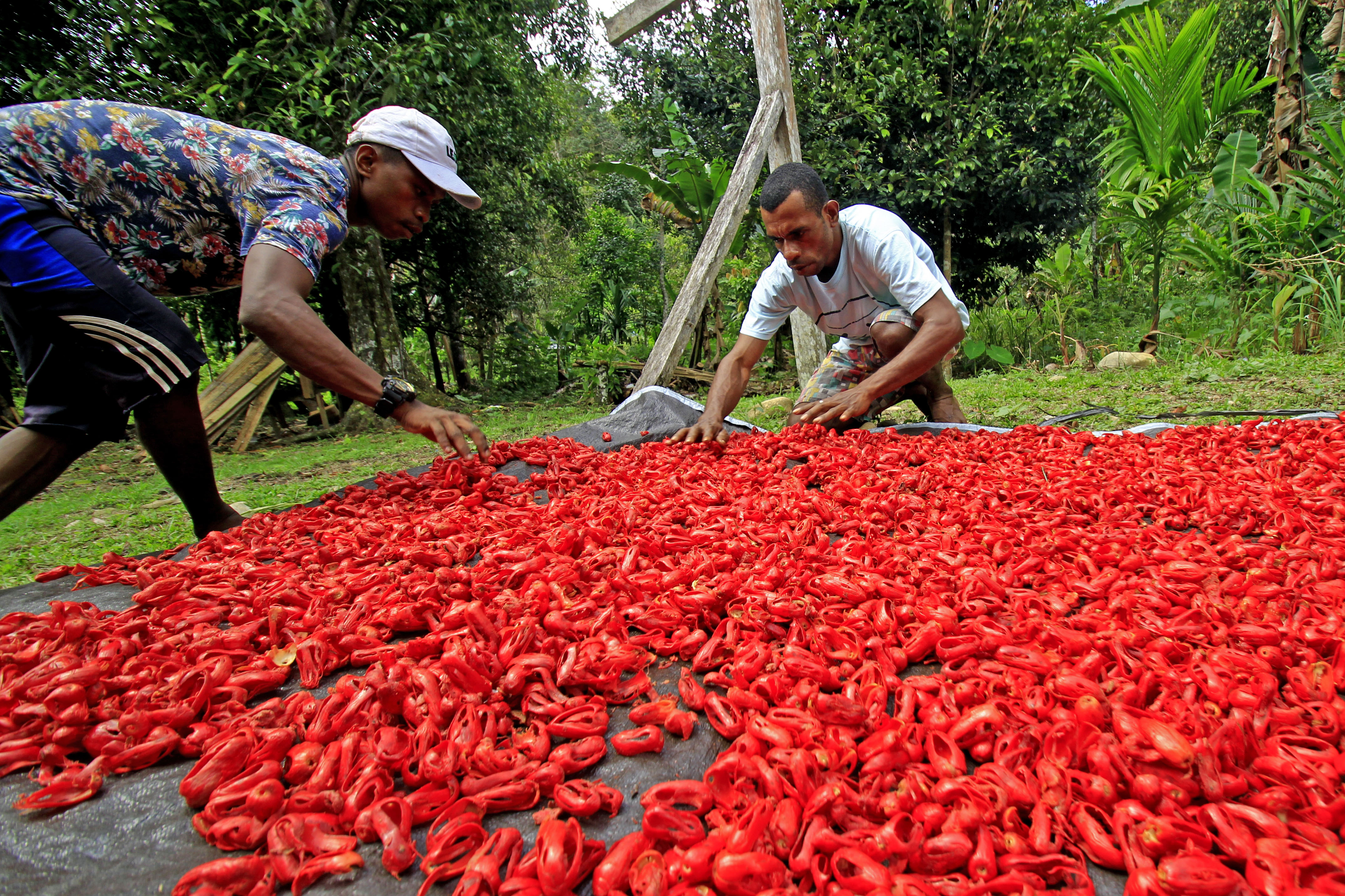 Petani menjemur bunga pala di Kampung Air Besar Kabupaten Fakfak, Provinsi Papua barat.