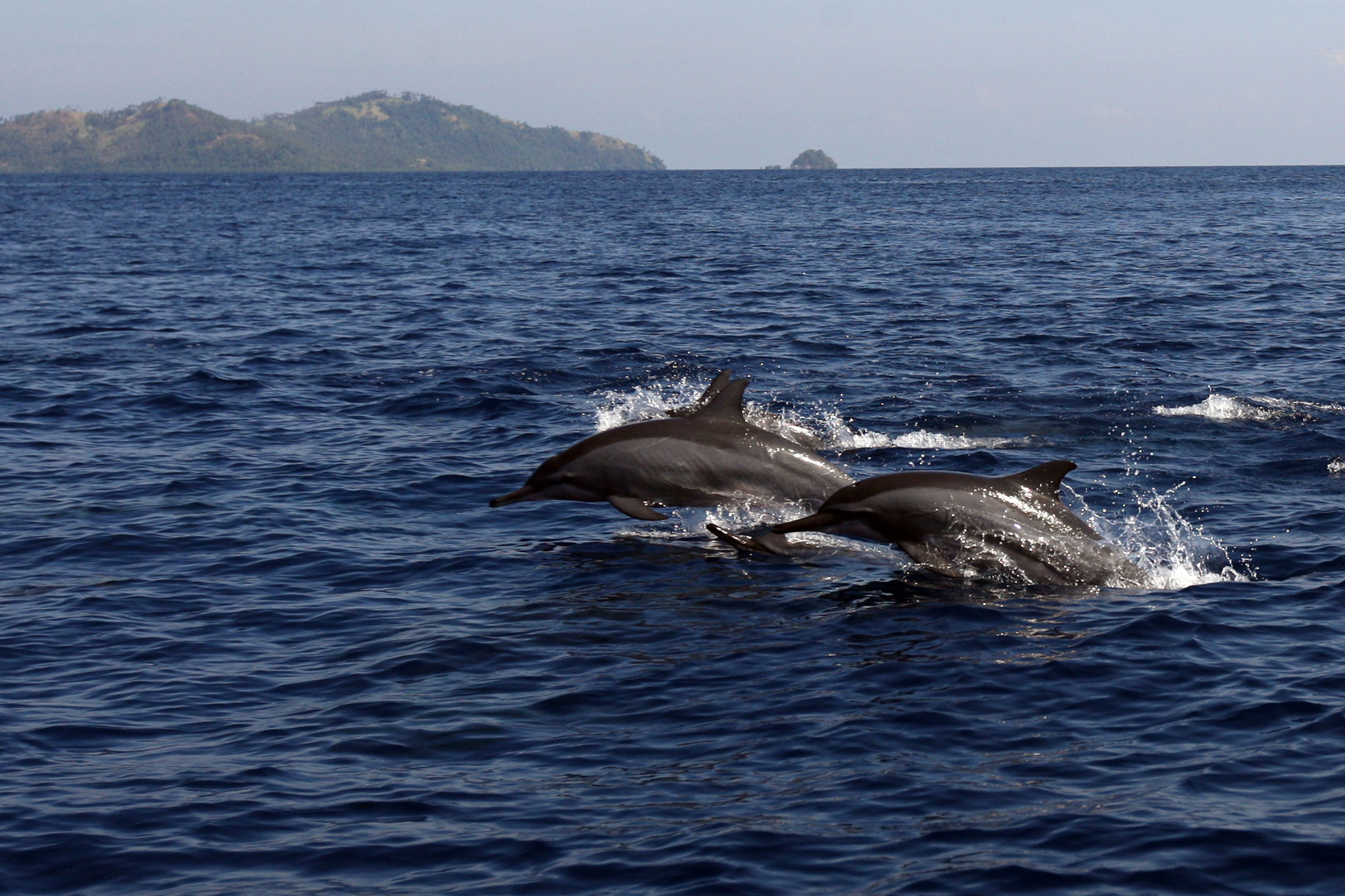 Lumba-lumba hidung Botol di perairan Sulawesi
