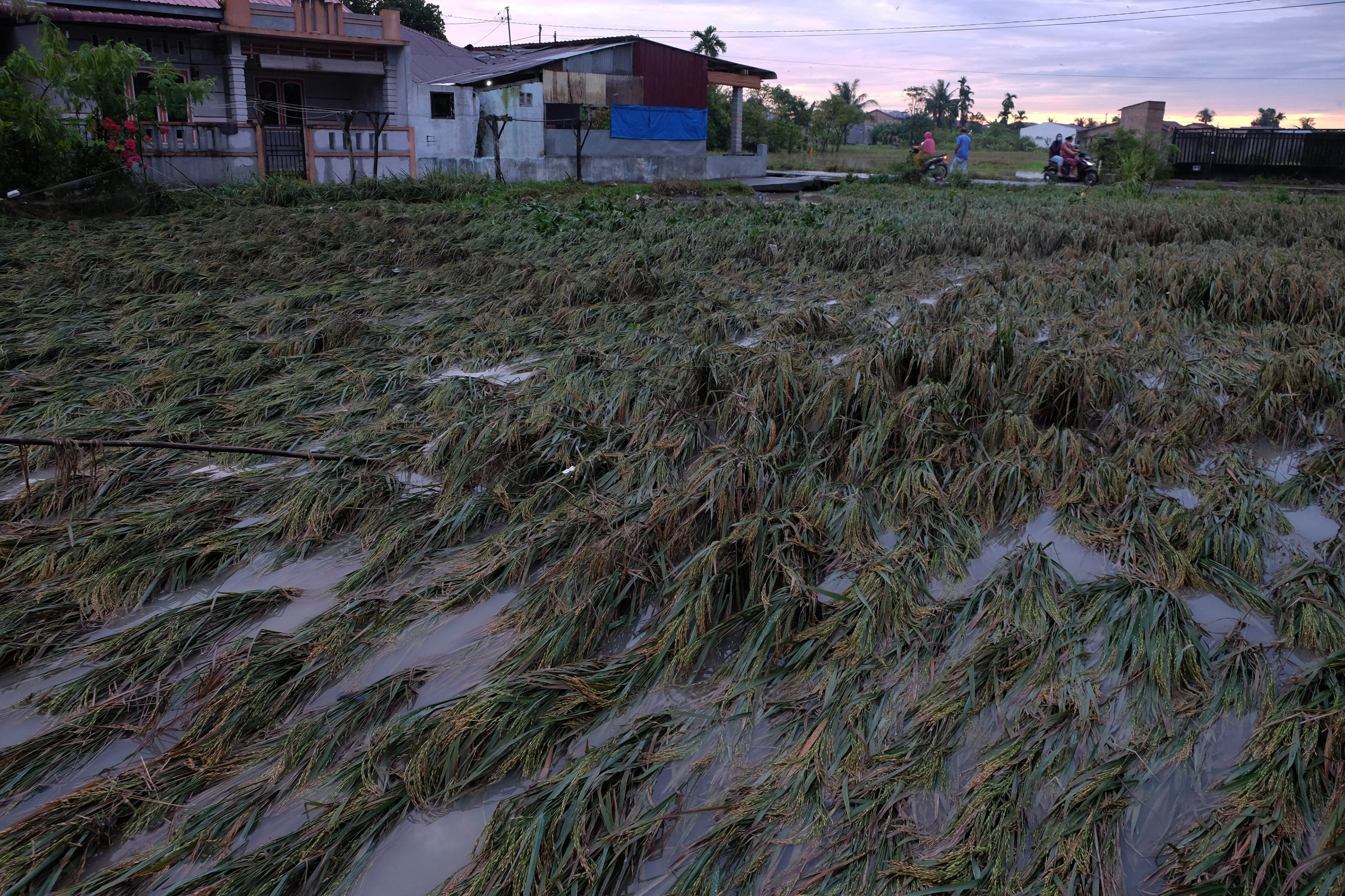 Warga berada di dekat tanaman padi yang rusak pascabanjir di Kecamatan Sunggal, Deli Serdang, Sumatera Utara, Sabtu (5/12).