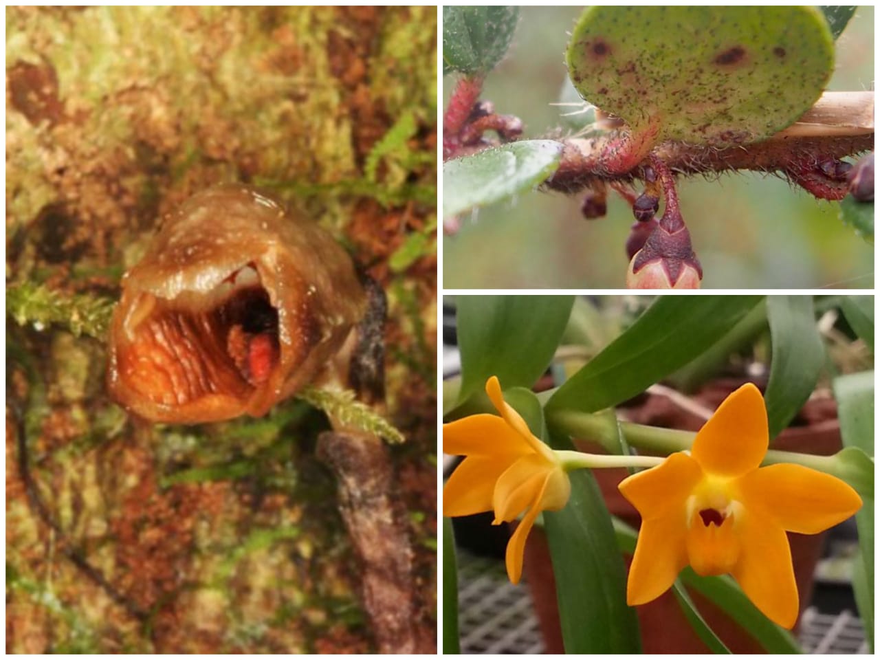 Kiri: Gastrodia agnicellus; Kanan: Diplycosia puradyatmikai (atas), Dendrobium aurifex (bawah)