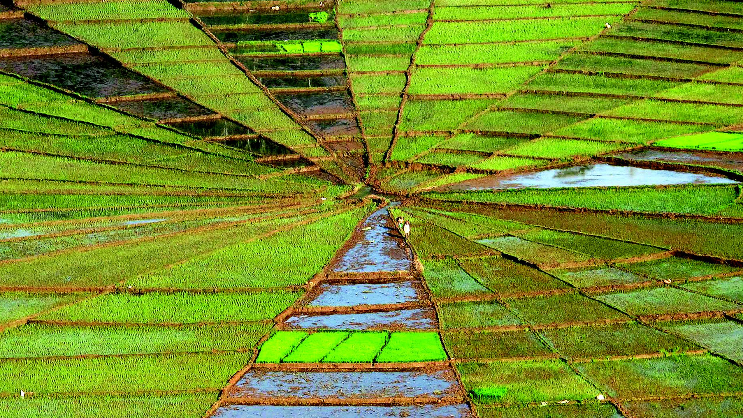 Petani berada di area persawahan Lodok berbentuk jaring laba-baba di Cancar, Ruteng, Manggarai Tengah, Nusa Tenggara Timur. Persawahan Lodok