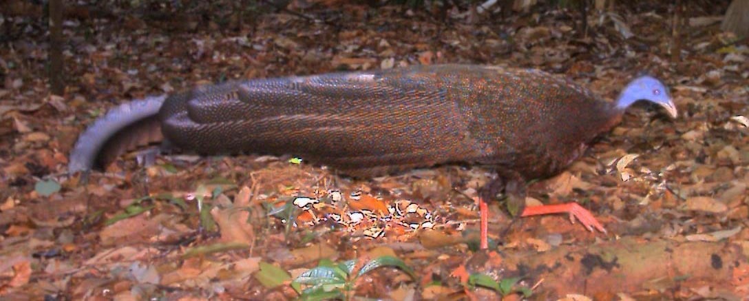  Burung kuau raja, satwa langka dan dilindungi undang-undang.