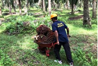 Tiga Industri Luncurkan Program SMILE untuk Bantu Petani Sawit