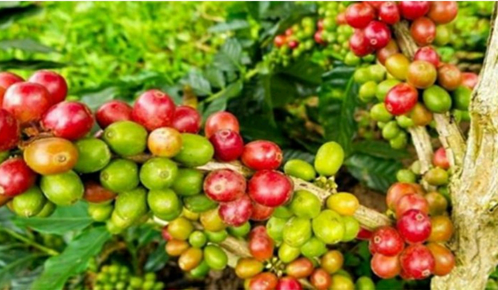 Ilustrasi biji kopi.