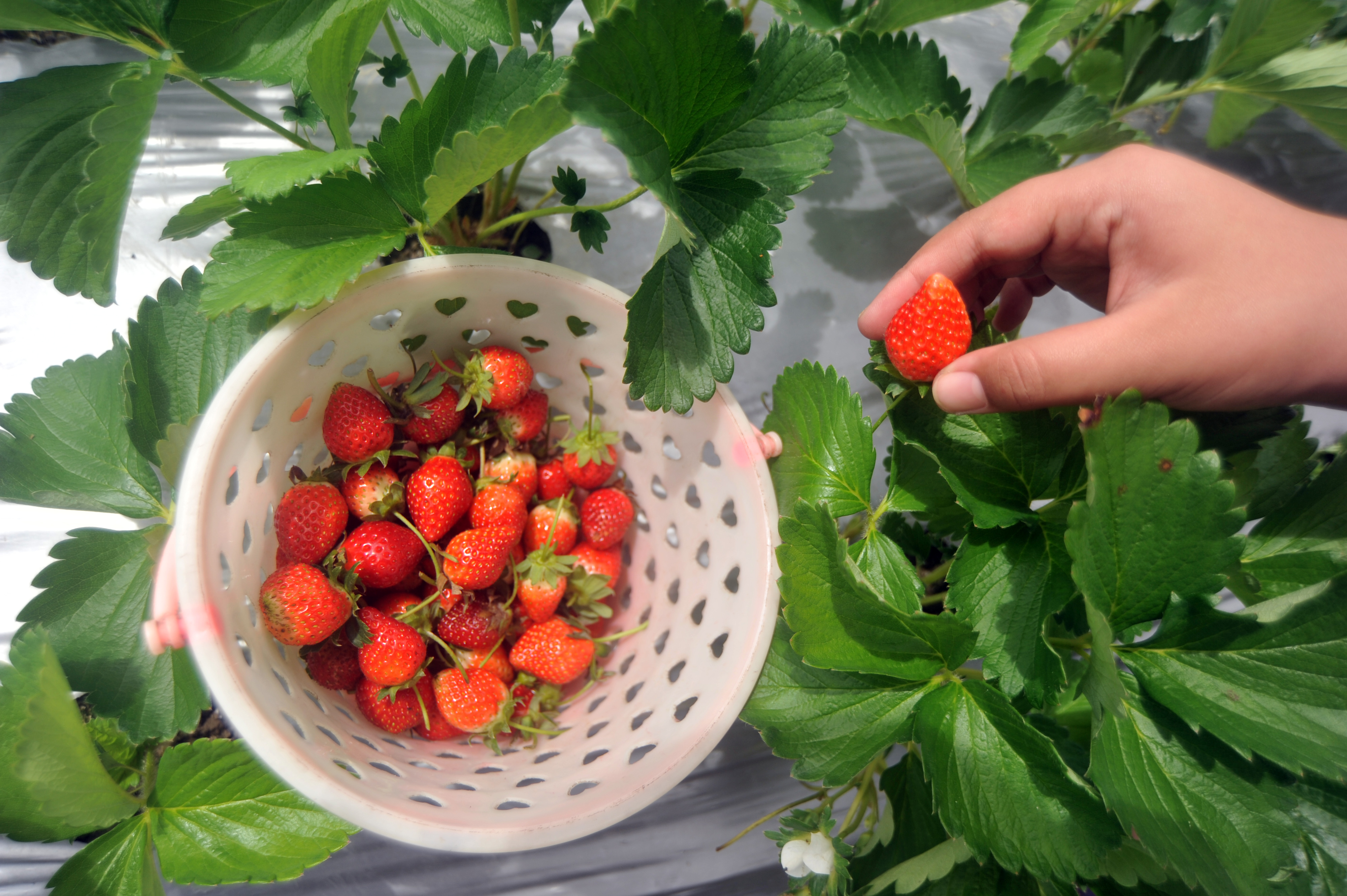 8 Cara Diet Kurus Instan, Jangan Dicoba! 