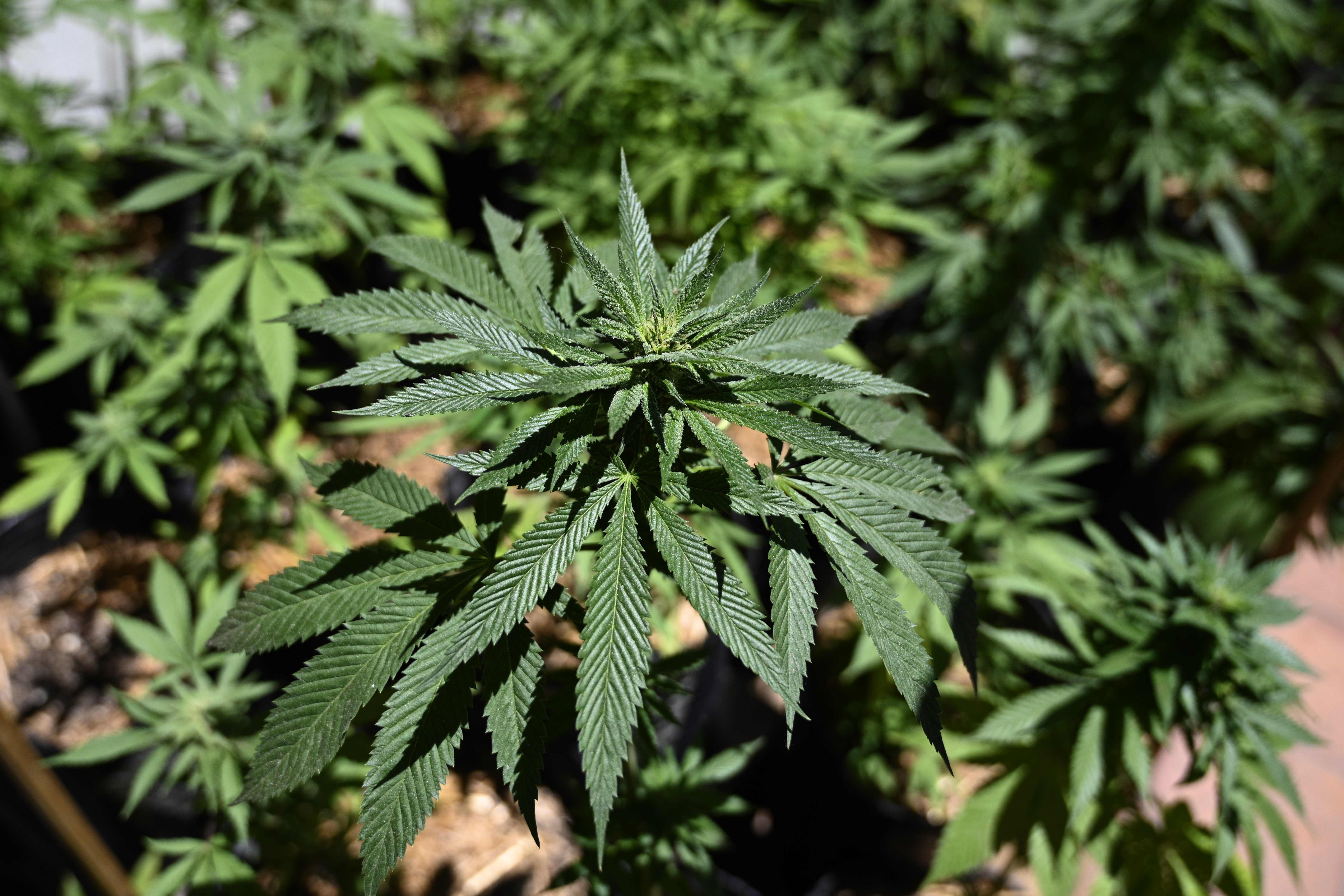 DPR AS Setuju Penggunaan Ganja bukan Kriminal