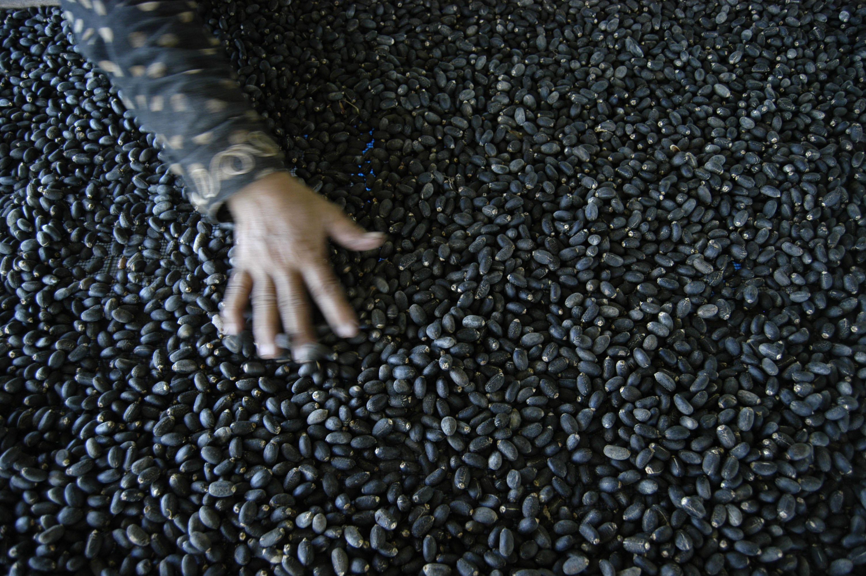 Minyak dari biji jarak dipercaya bisa mengembalikan gangguan penciuman saat terkena covid-19.