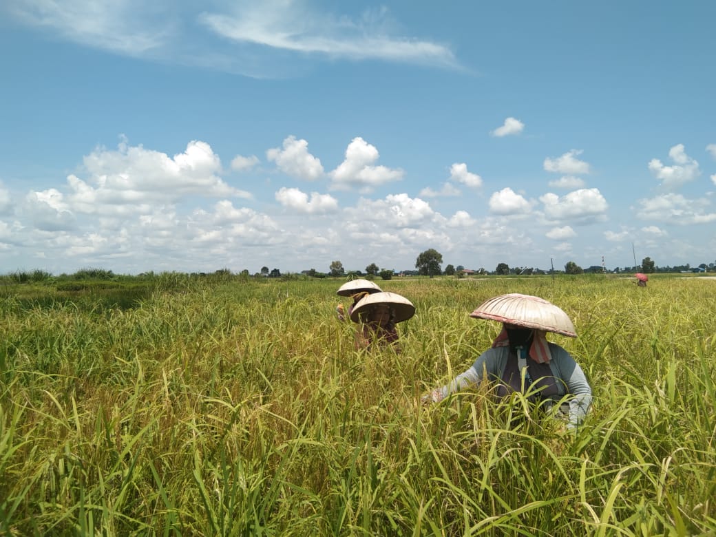  Kawasan daulat pangan di Kabupaten Banjar, Kalimantan Selatan.