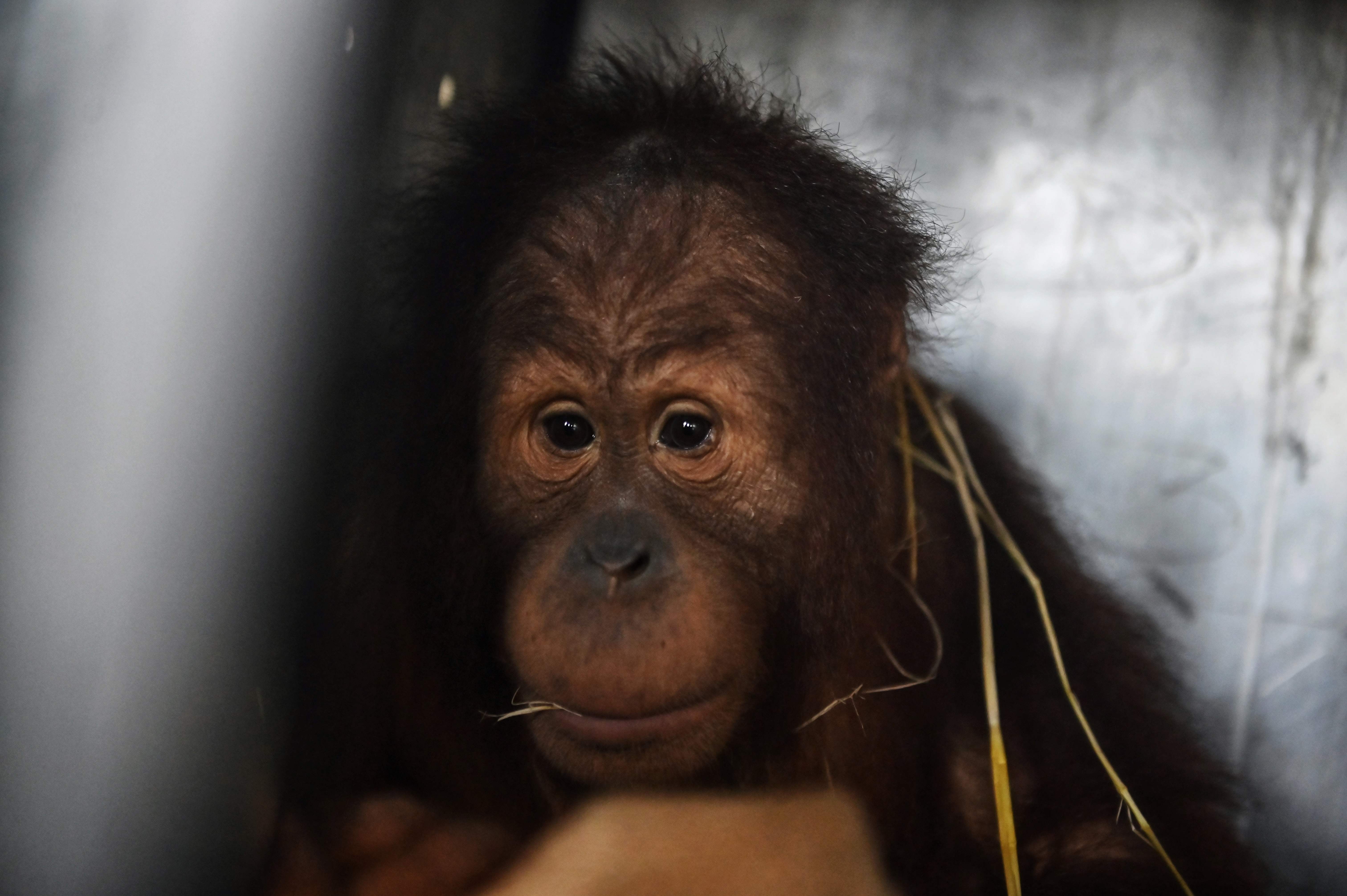 Orangutan di Thailand yang akan dikembalikan ke Indonesia