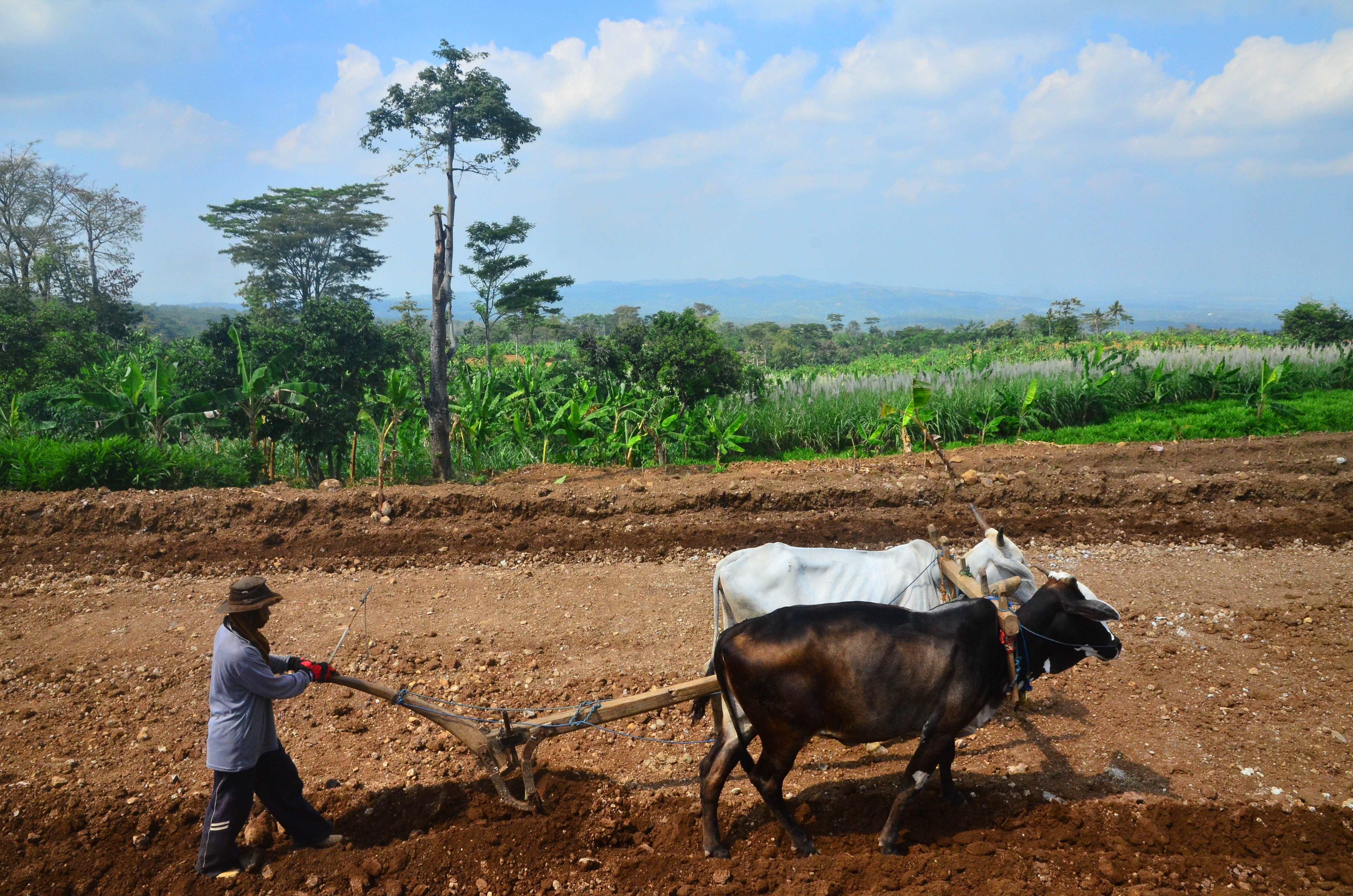 Petani membajak sawah dengan menggunakan sapi di Desa Cranggang, Jawa Tengah.