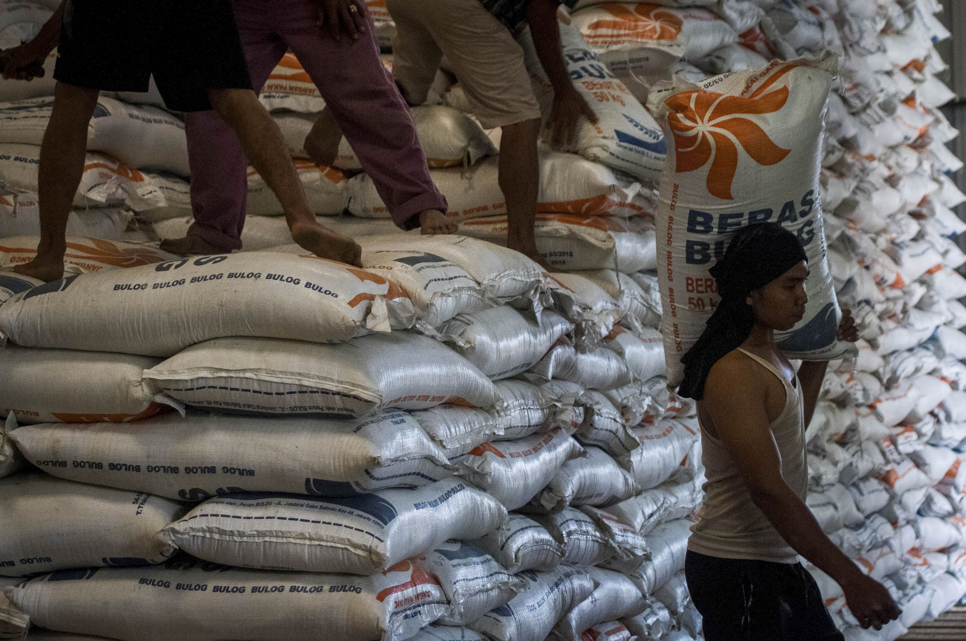 Pekerja mengangkut karung beras di Gudang Bulog Subdivre Lebak-Pandeglang, Lebak, Banten.