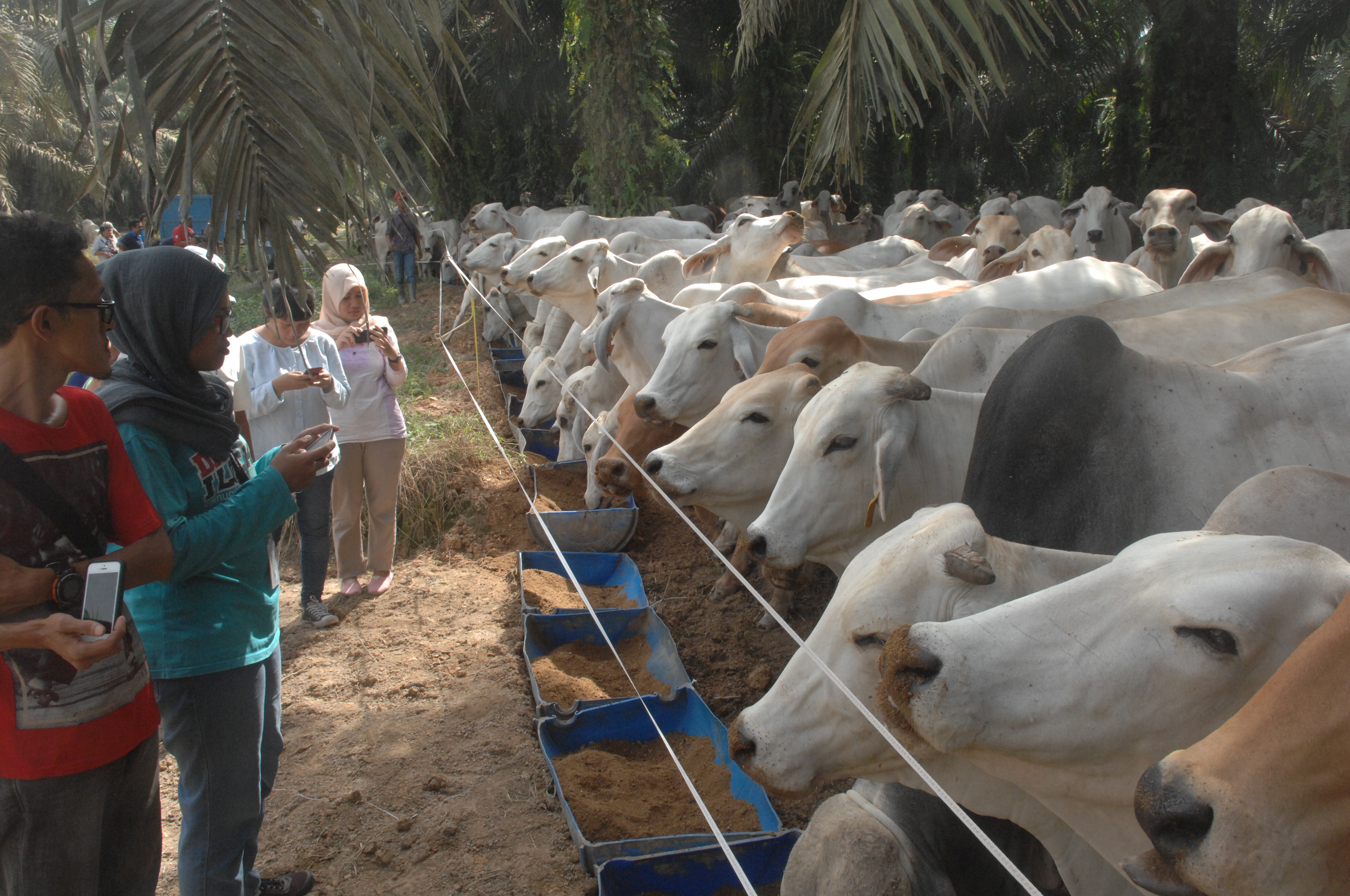 Integrasi sawit-sapi yang dilaksanakan di salah satu perusahaan perkebunan di Kalimantan Tengah