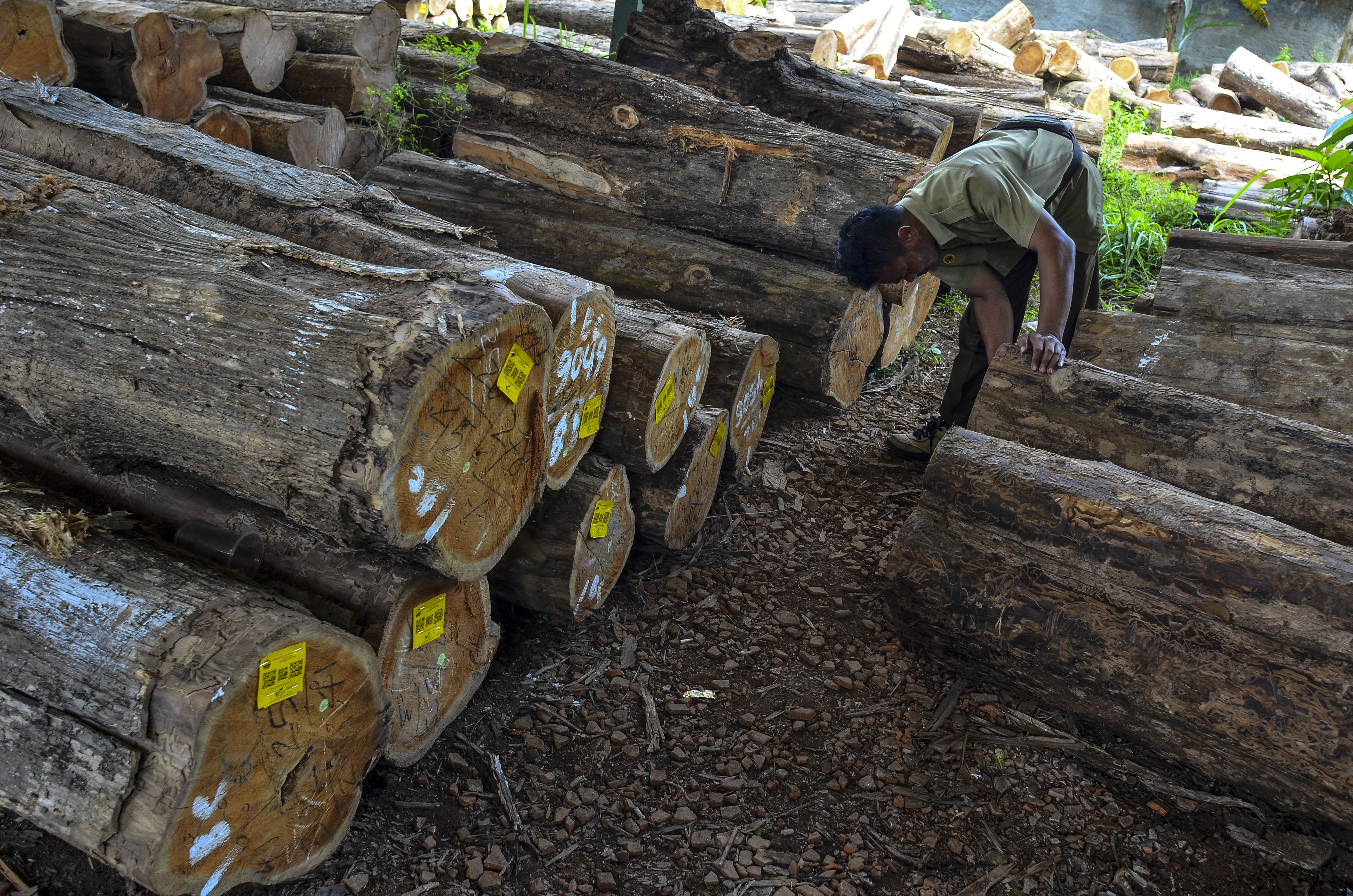 Petugas memeriksa kayu gelondongan di Tempat Penimbunan Kayu (TPK) Banjar Perum Perhutani Kesatuan Pemangkuan Hutan (KPH) Ciamis, Jawa Barat