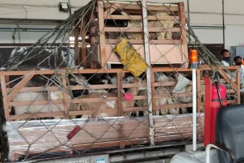 Domba-domba yang akan diekspor ke Brunei Darussalam