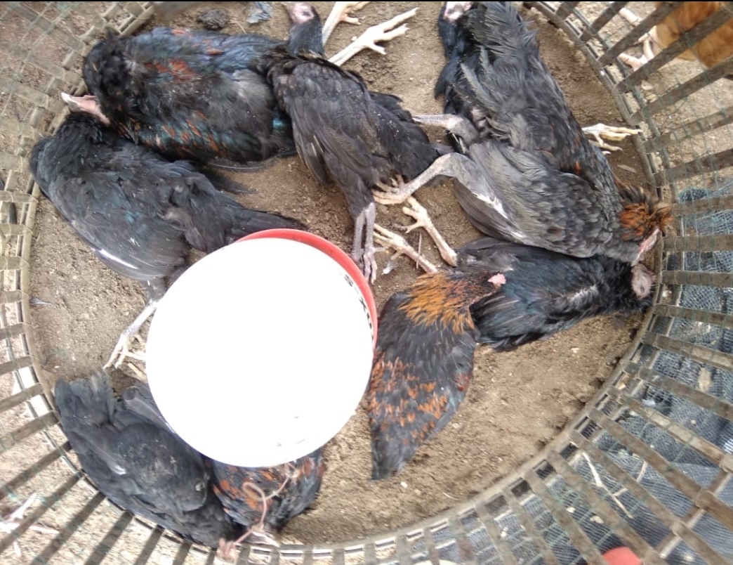 Flu Burung Serang Ratusan Unggas di Cihampelas Bandung Barat