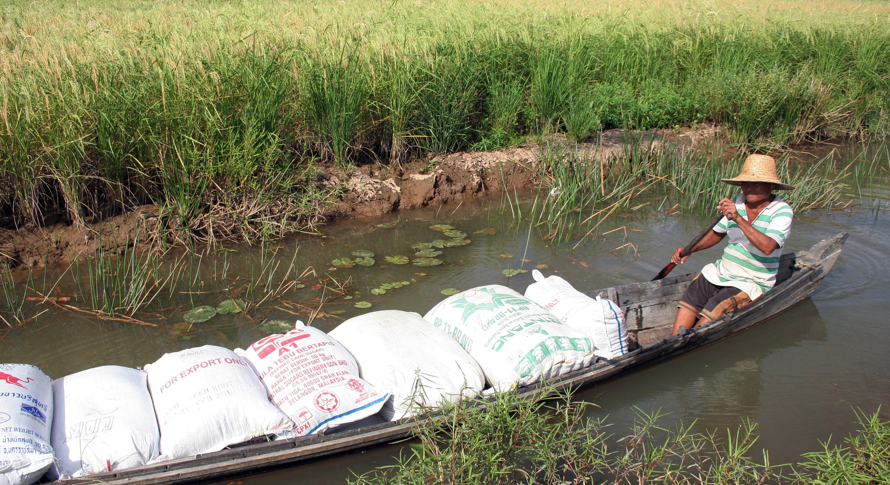 Seorang petani di Kalimantan Selatan sedang mengangkut hasil panen dari lahan pertanian rawa