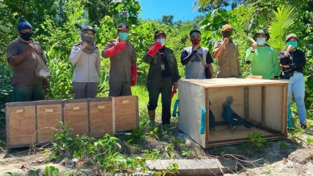 Sebanyak 17 Satwa Dilindungi di Papua Barat Dilepasliarkan 