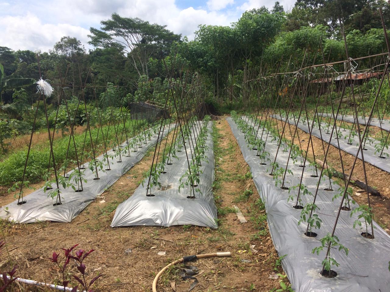 Program (CSR) Pertamina Hulu Mahakam (PHM)mendorong masyarakat khususnya anak muda milenial menjadi petani. 
