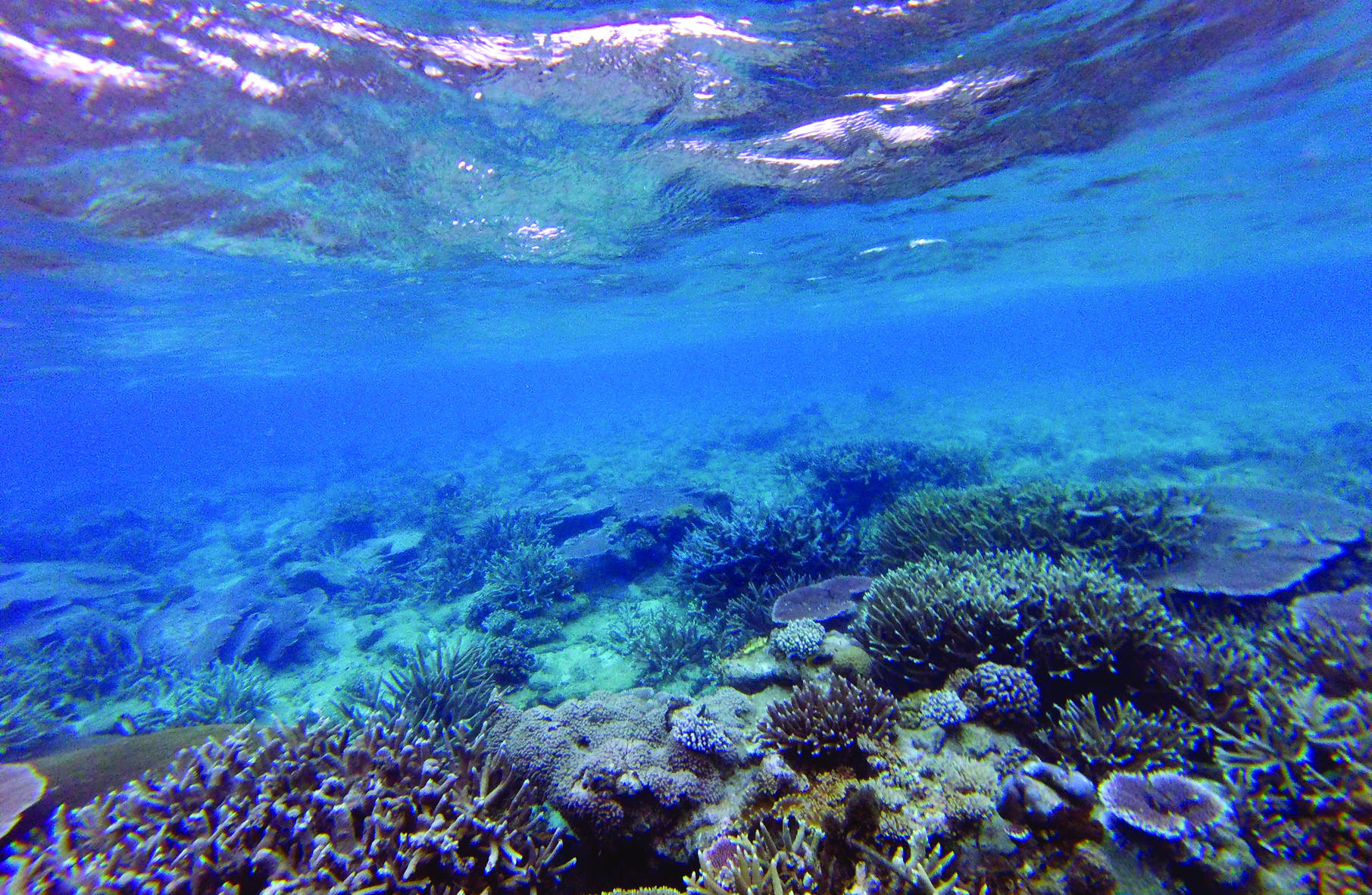 Terumbu Karang di Anambas