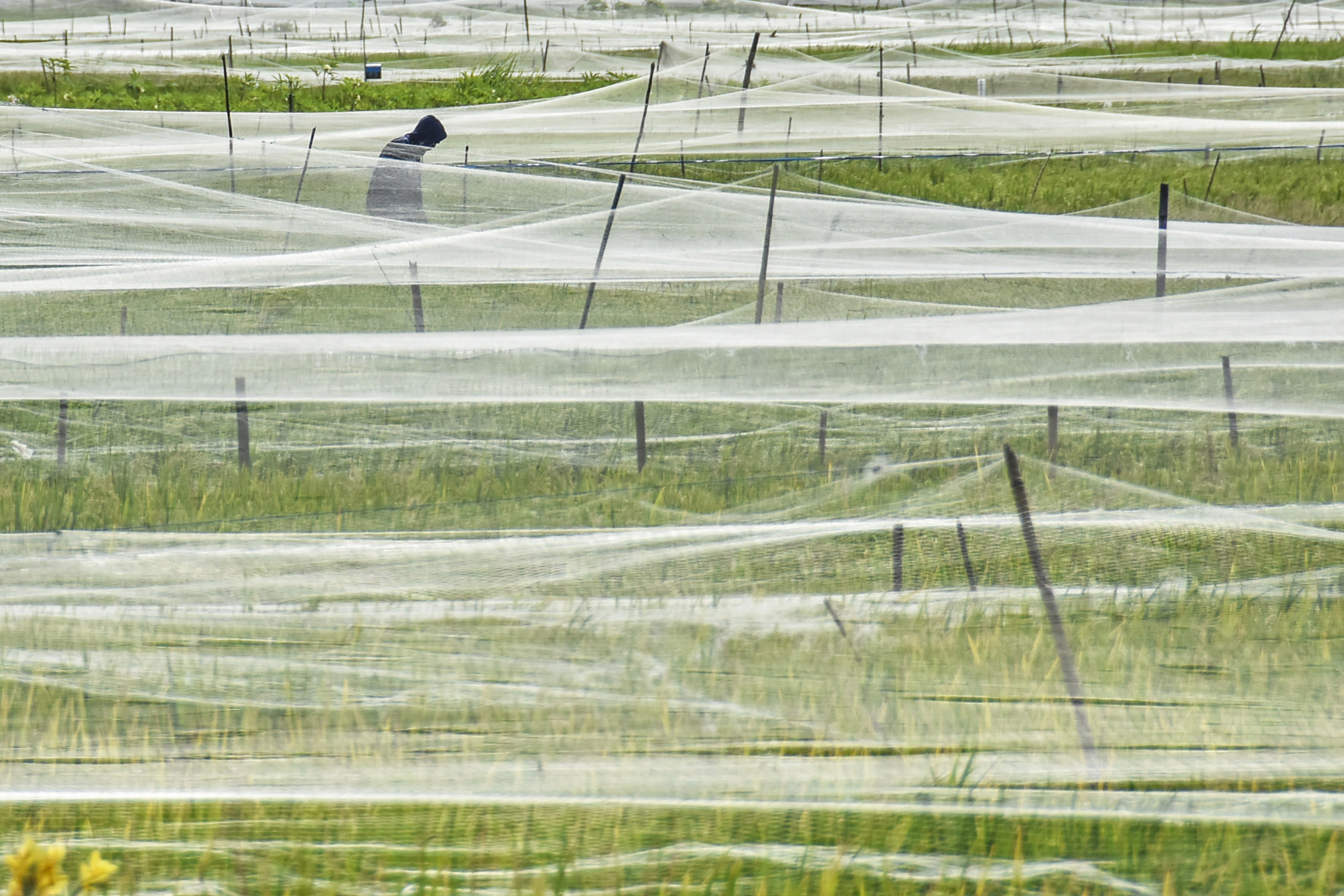 Petani memperbaiki jaring pelindung padi di persawahan Kelurahan Monjok, Mataram, NTB.