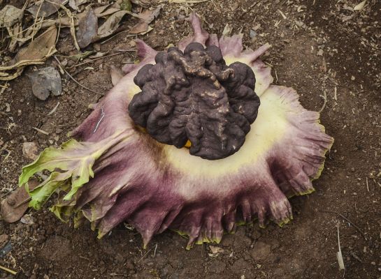 Bunga bangkai atau Amorphophallus titanum.