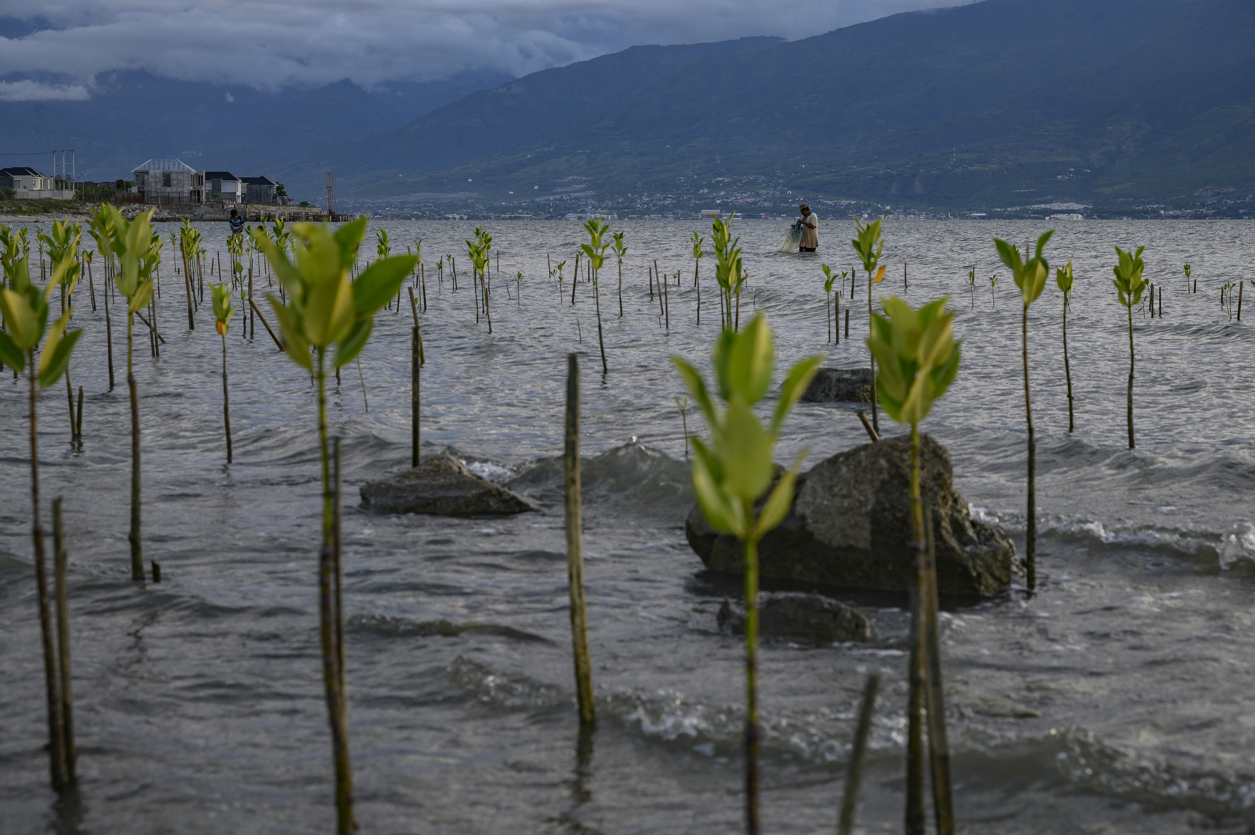 Pohon bakau ditanam di pantai Kelurahan Mamboro, Palu, untuk mencegah abrasi dan menurunkan emisi karbon, Sabtu (12/9).