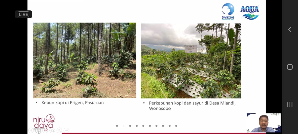 Sejumlah ladang kopi milik petani.